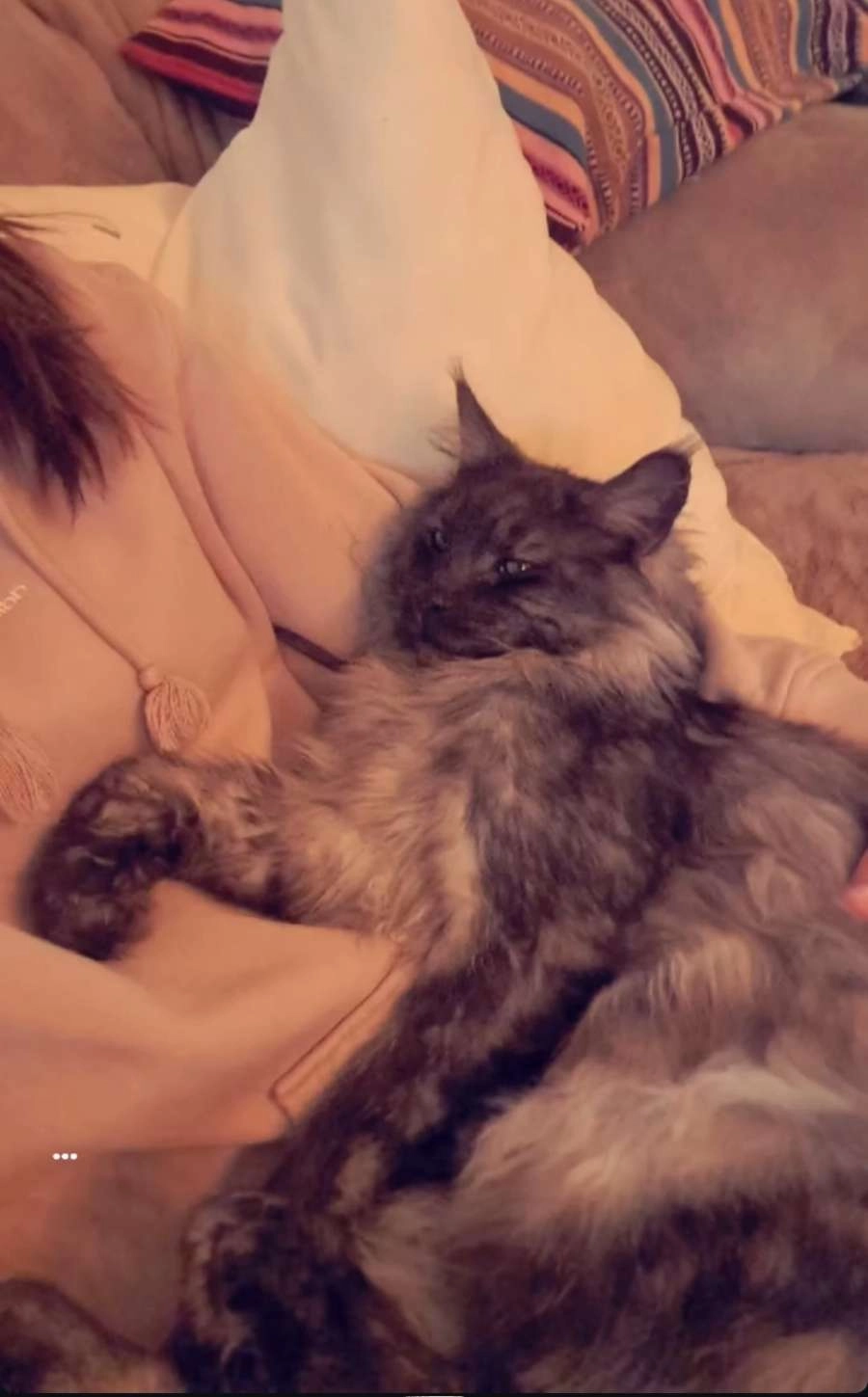 Windsor - N549, Dour