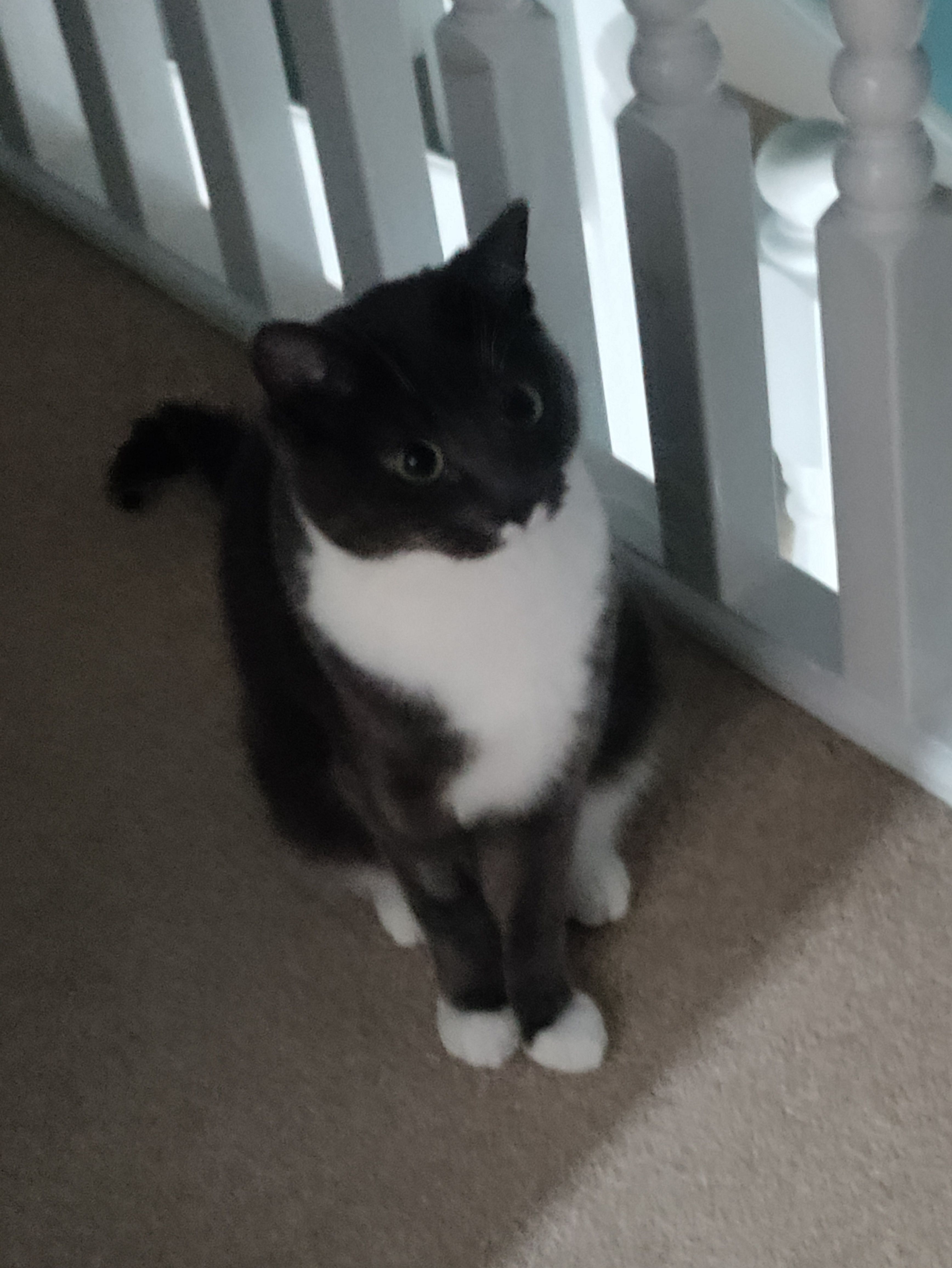 mitten - Tramside Way, Carlisle