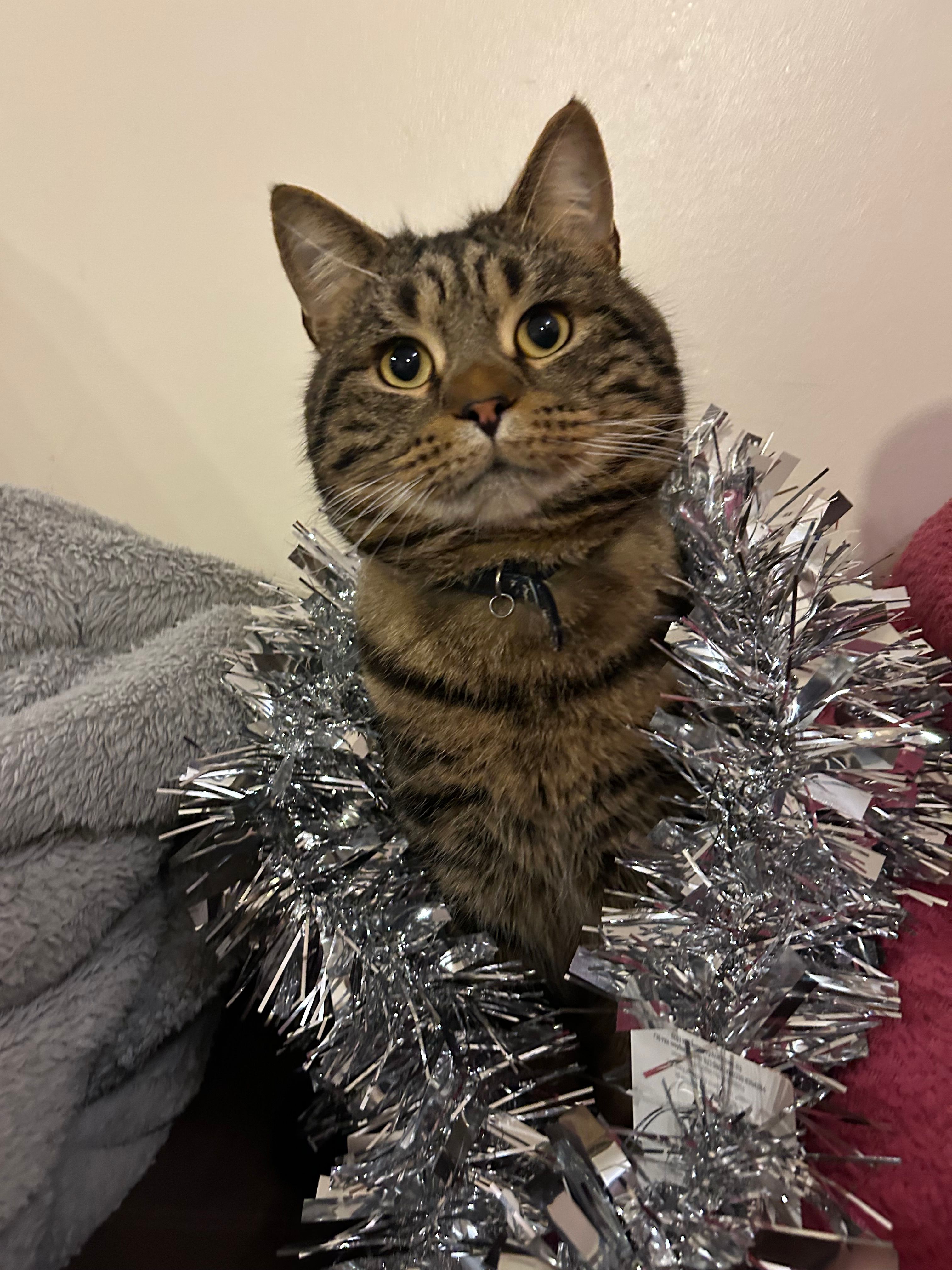 Teddy  - Les cinq chenes , St saviour jersey 