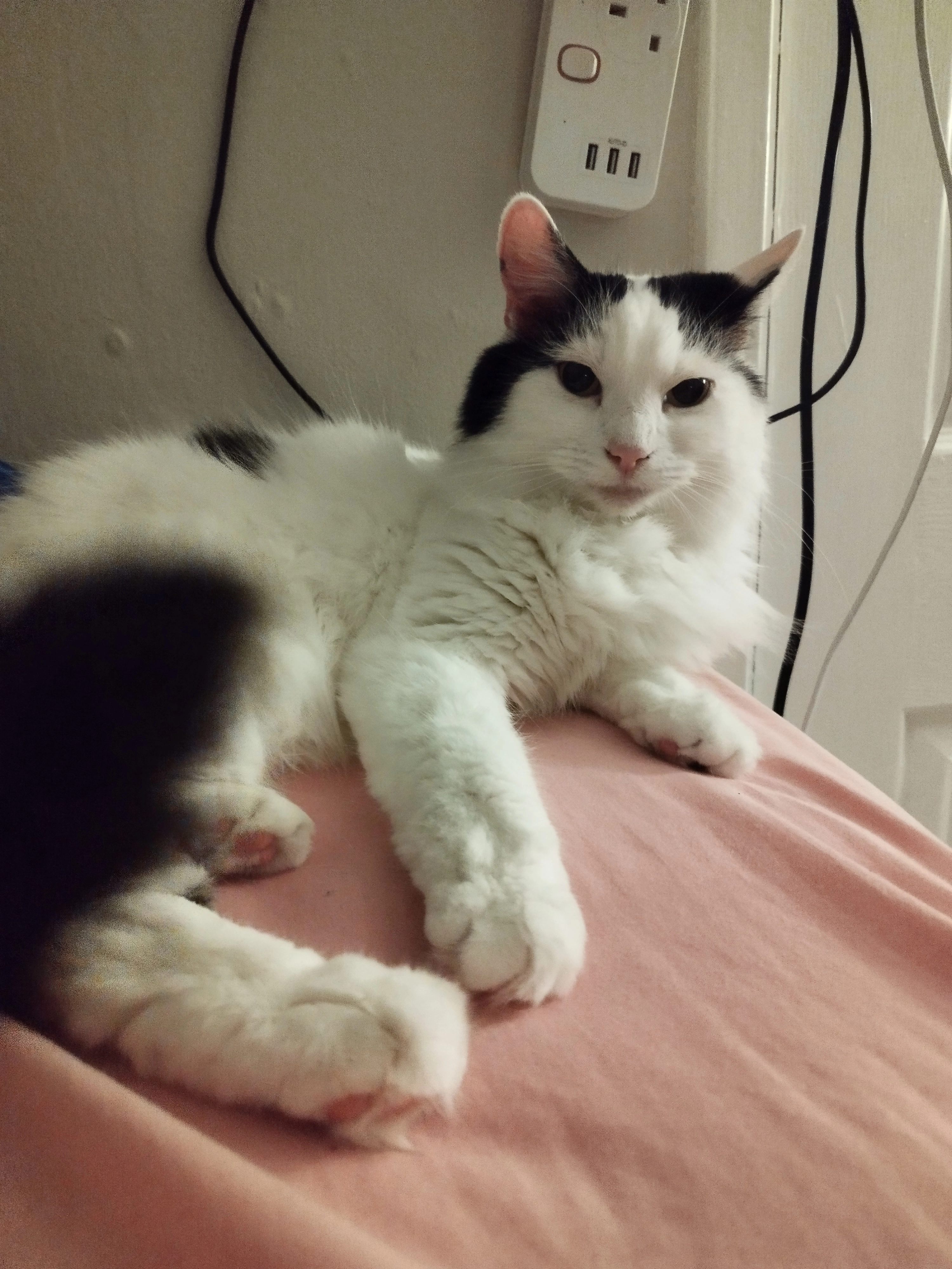 Oreo - Wraisland Crescent, Bishopton