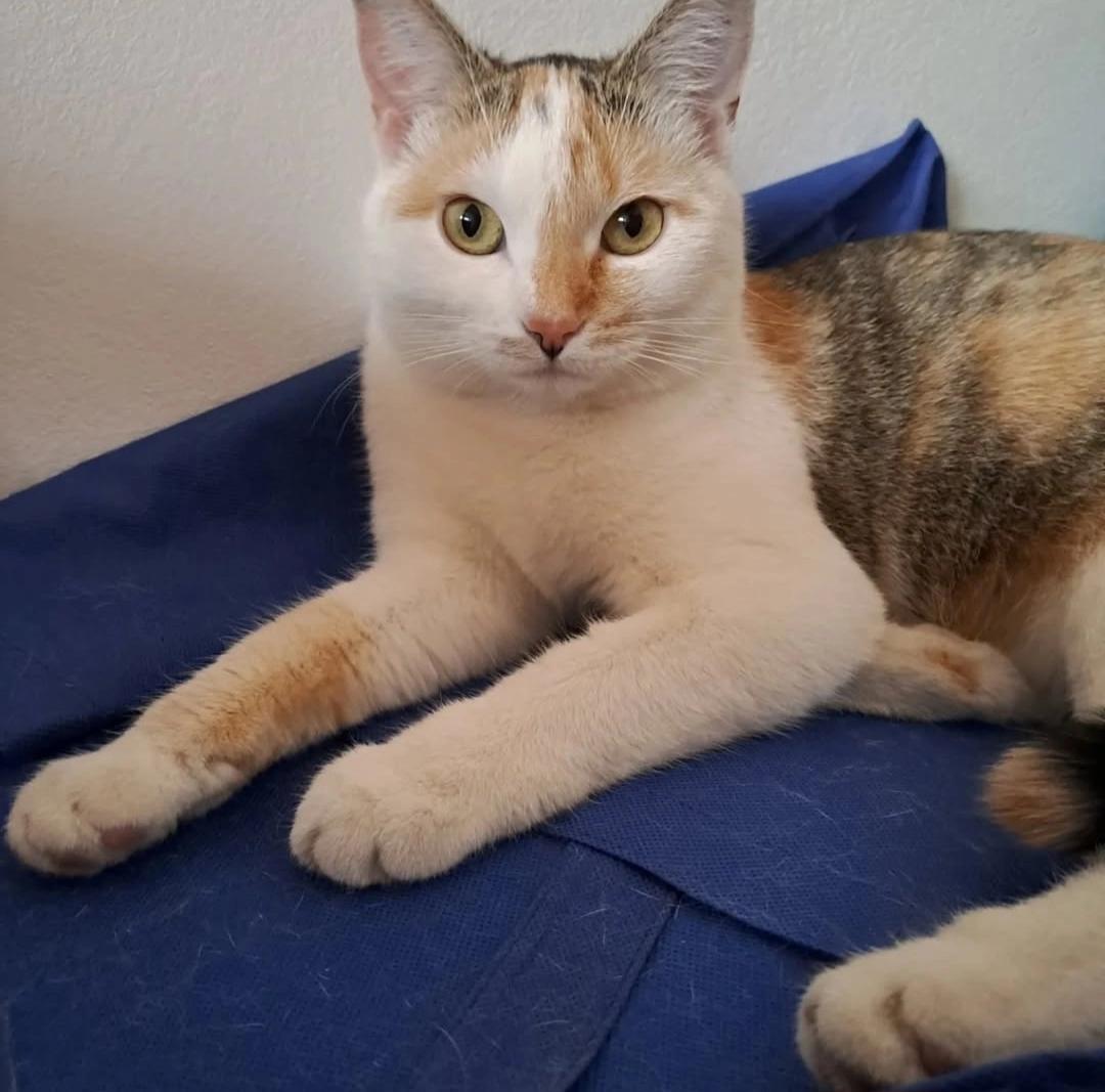 Nala - Edersfelder Straße, Gunzenhausen