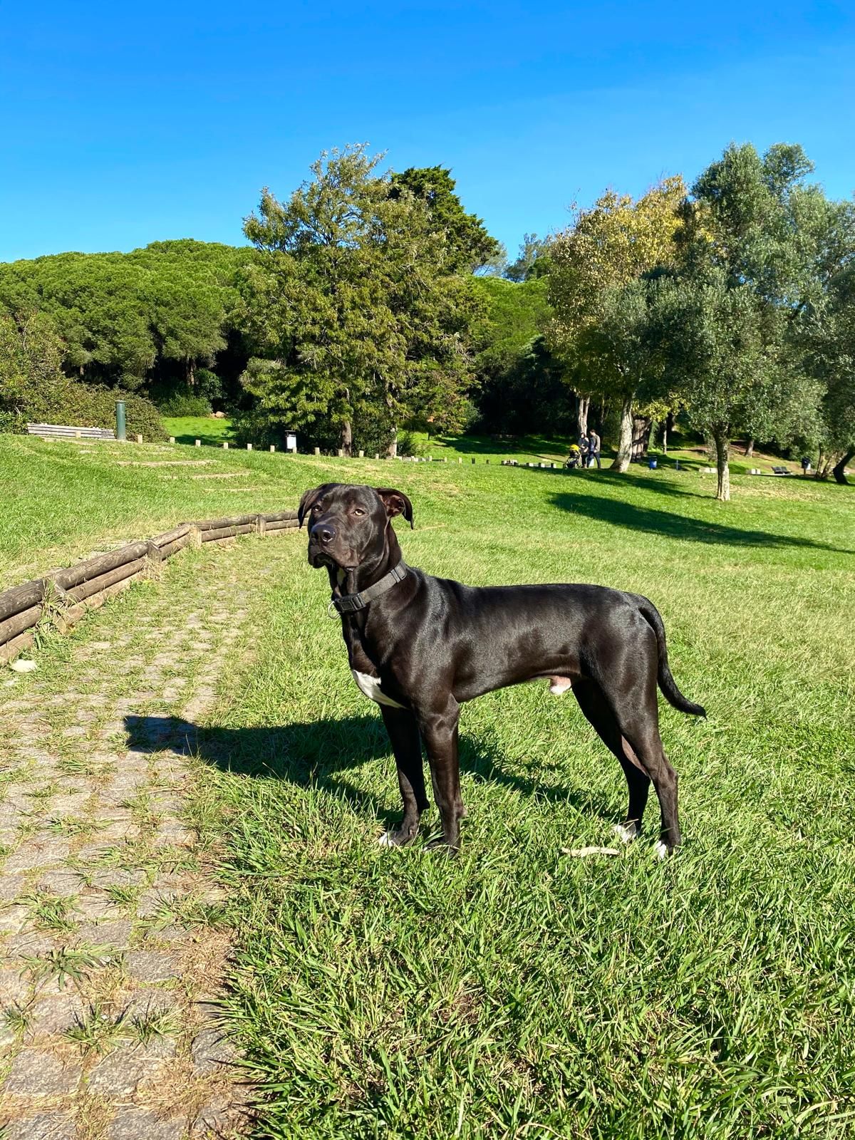 Kai  5 year old black pitbull  - Rua da Paz, Lisboa