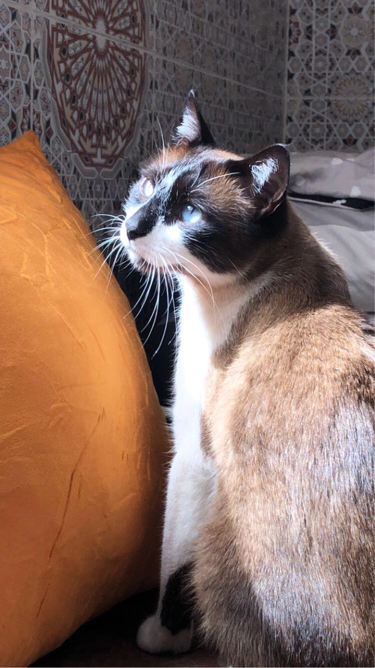 Sam - 20, Casablanca