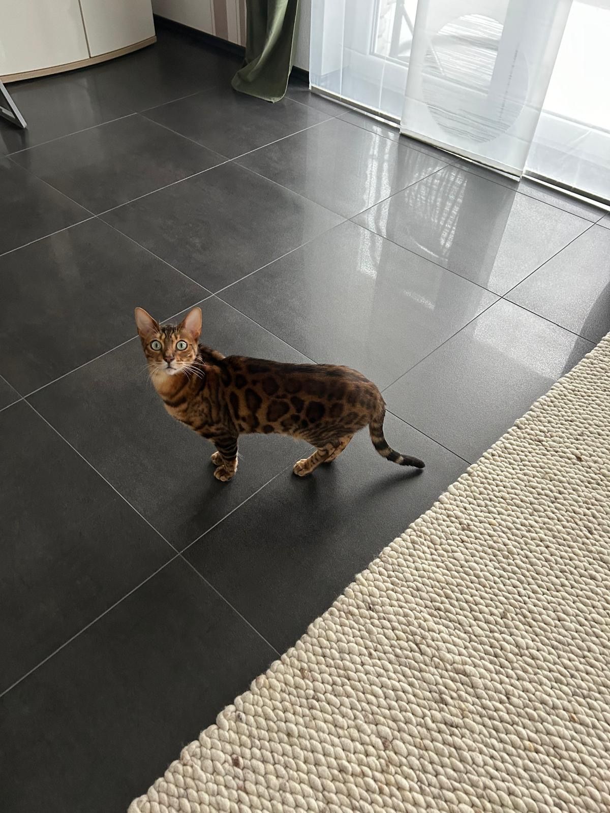 Samy - Brucknerstraße, Lübbecke