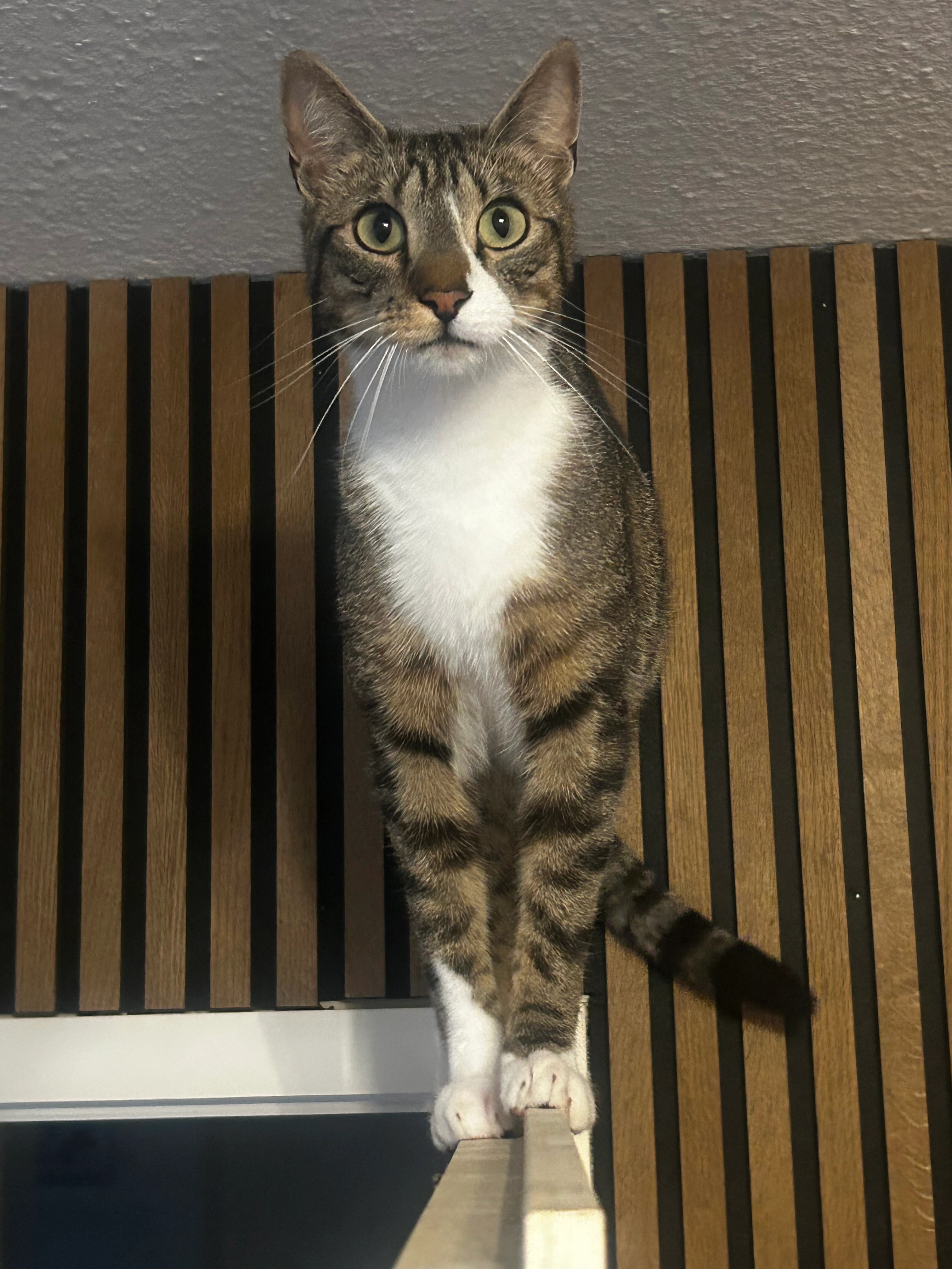 Manoli  - Wagnerstraße, Straelen