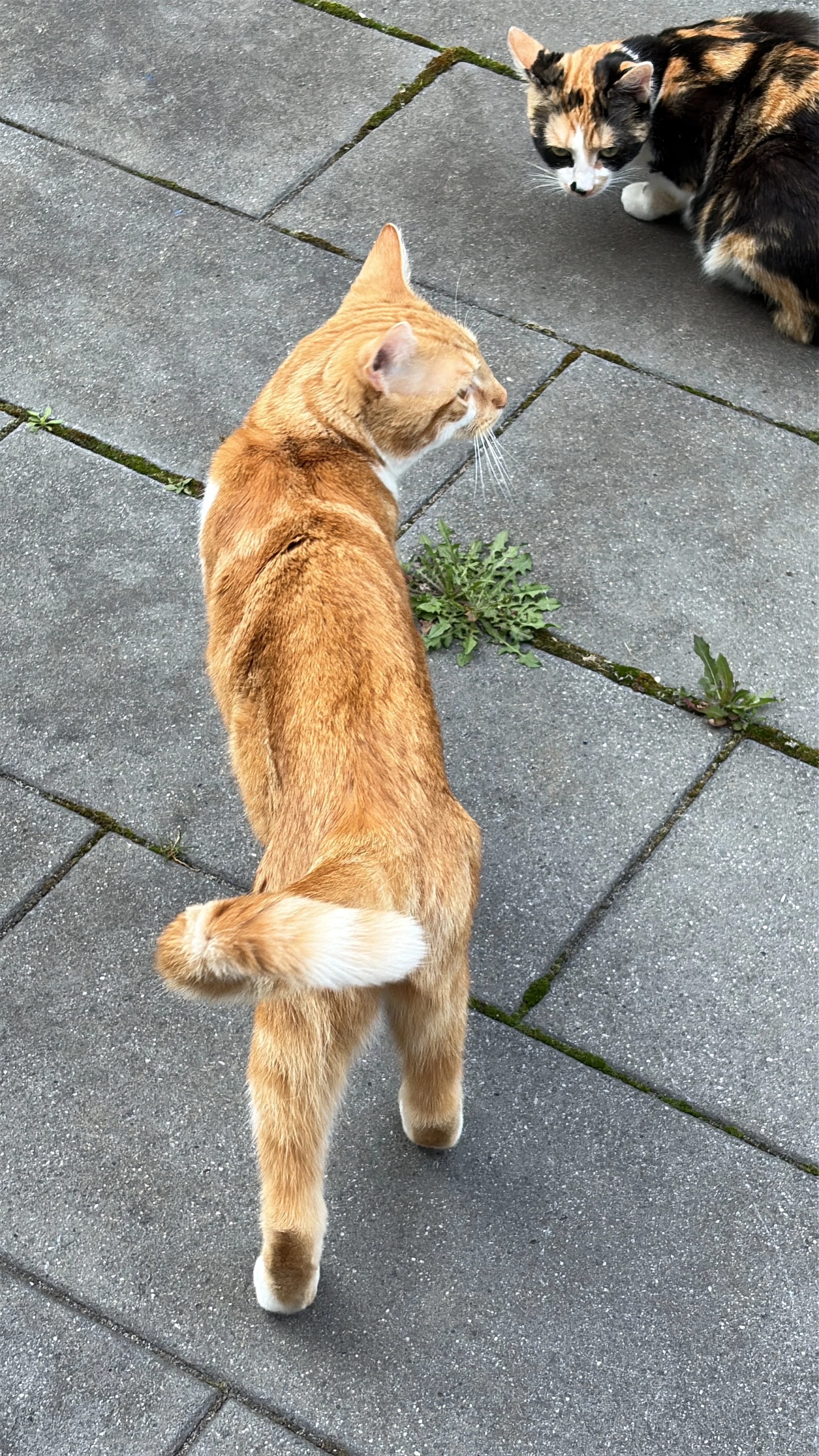 Simba - Mohnweg, Köln