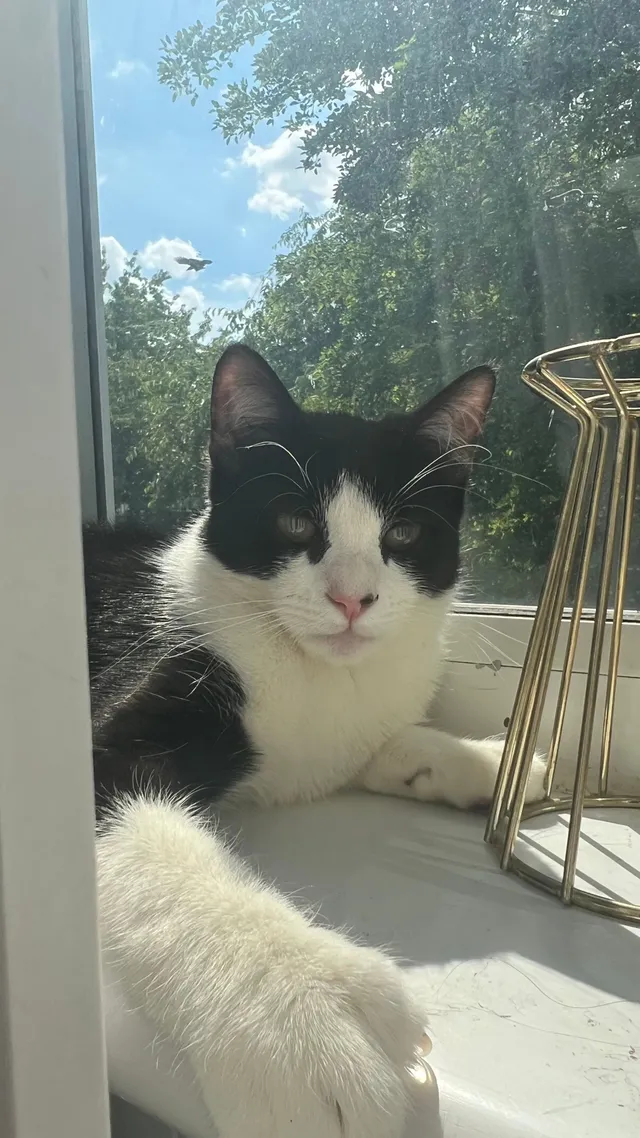 Muffin - Dowdeswell Close, London