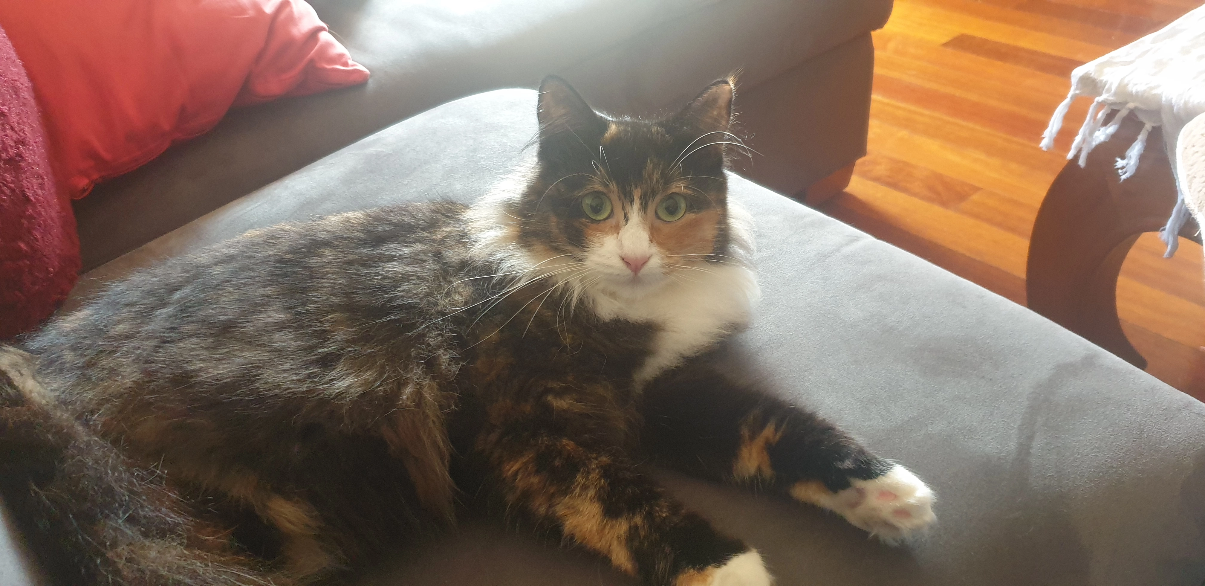 Eve - Hillside Street, Edinburgh