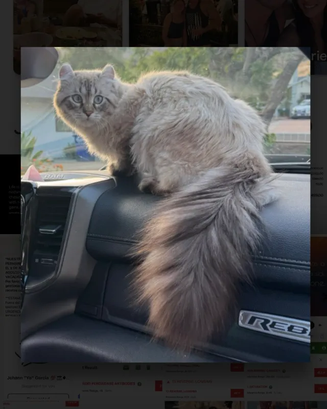 Theo  - Red Hill Road, Ojai