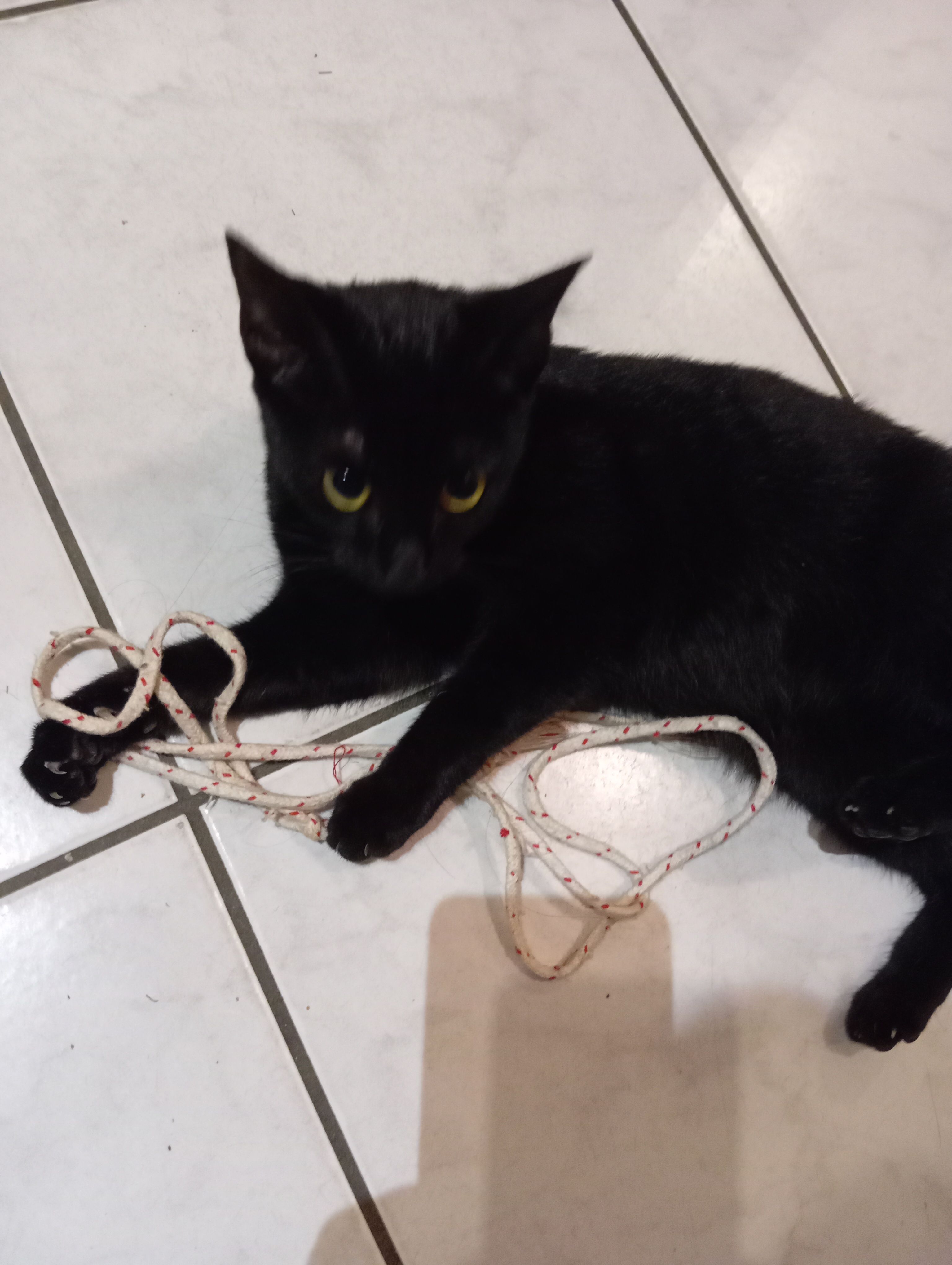 Charbon nette - 23 Rue du Gaz, Langon