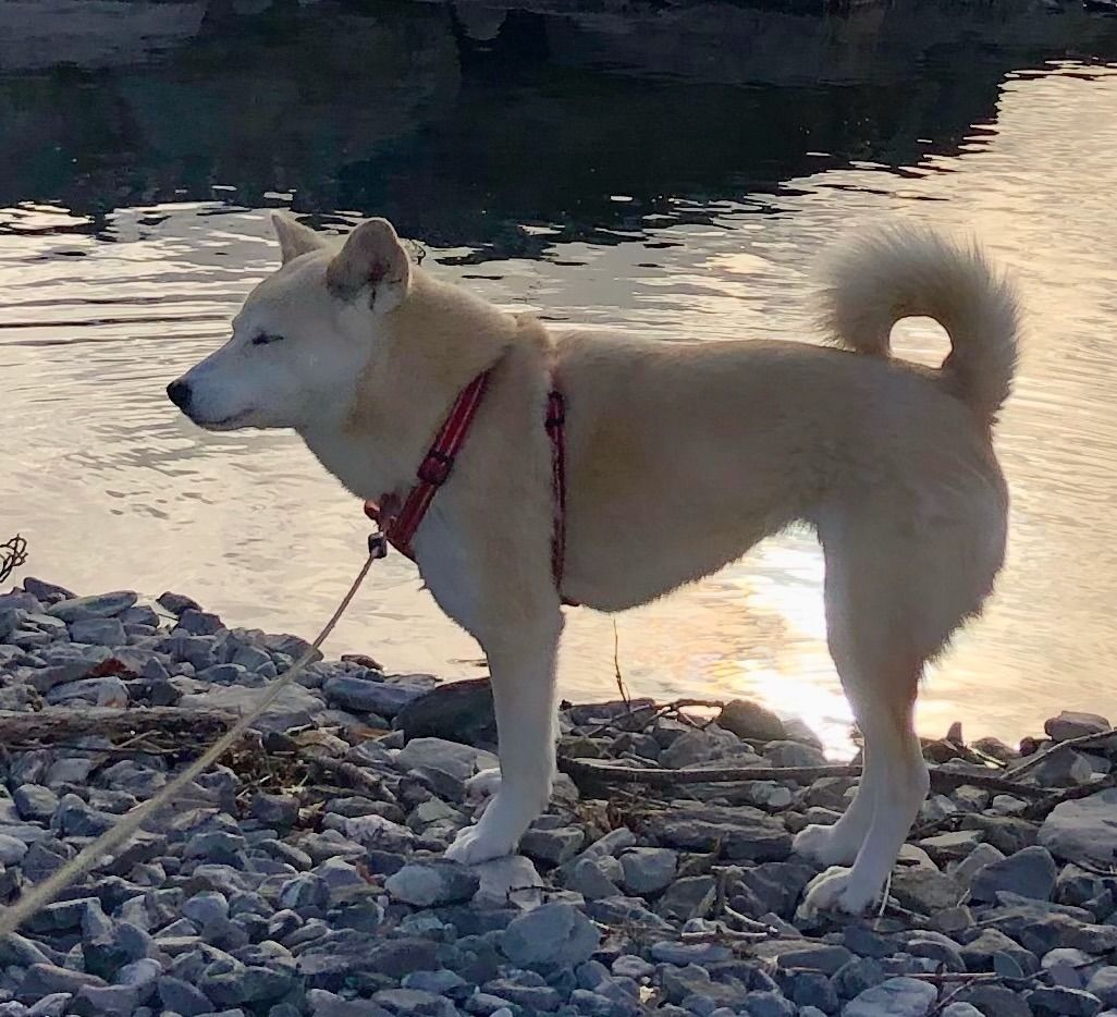 Kona - La Comté, Montaigu-la-Brisette