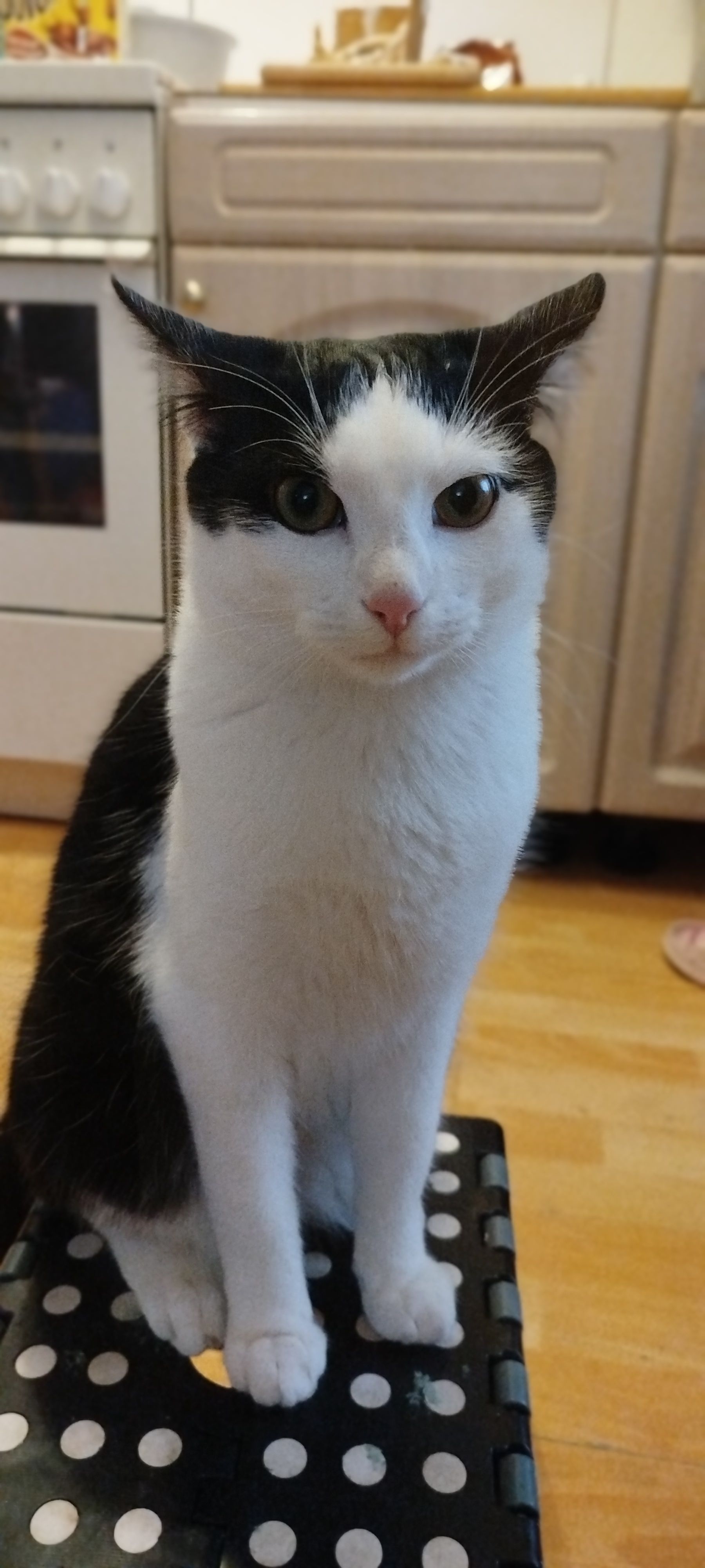 Janosch/Jantschi - Heiligenzeller Straße, Friesenheim