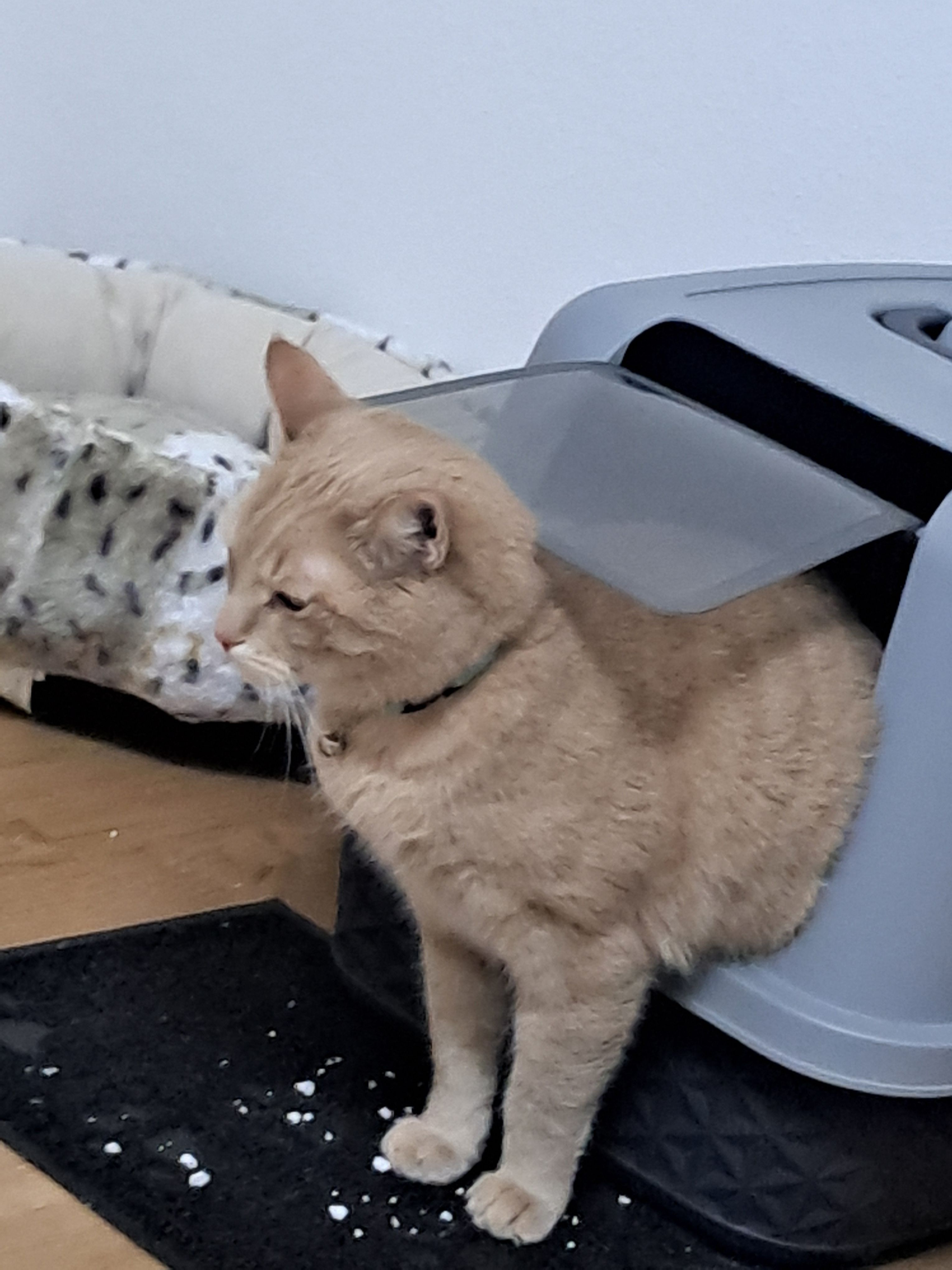 Balu - Geißlung, Dingolfing