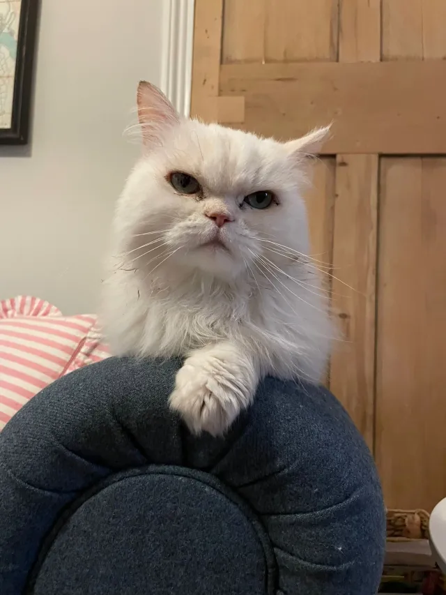 Freddie - Heathfield South, Twickenham
