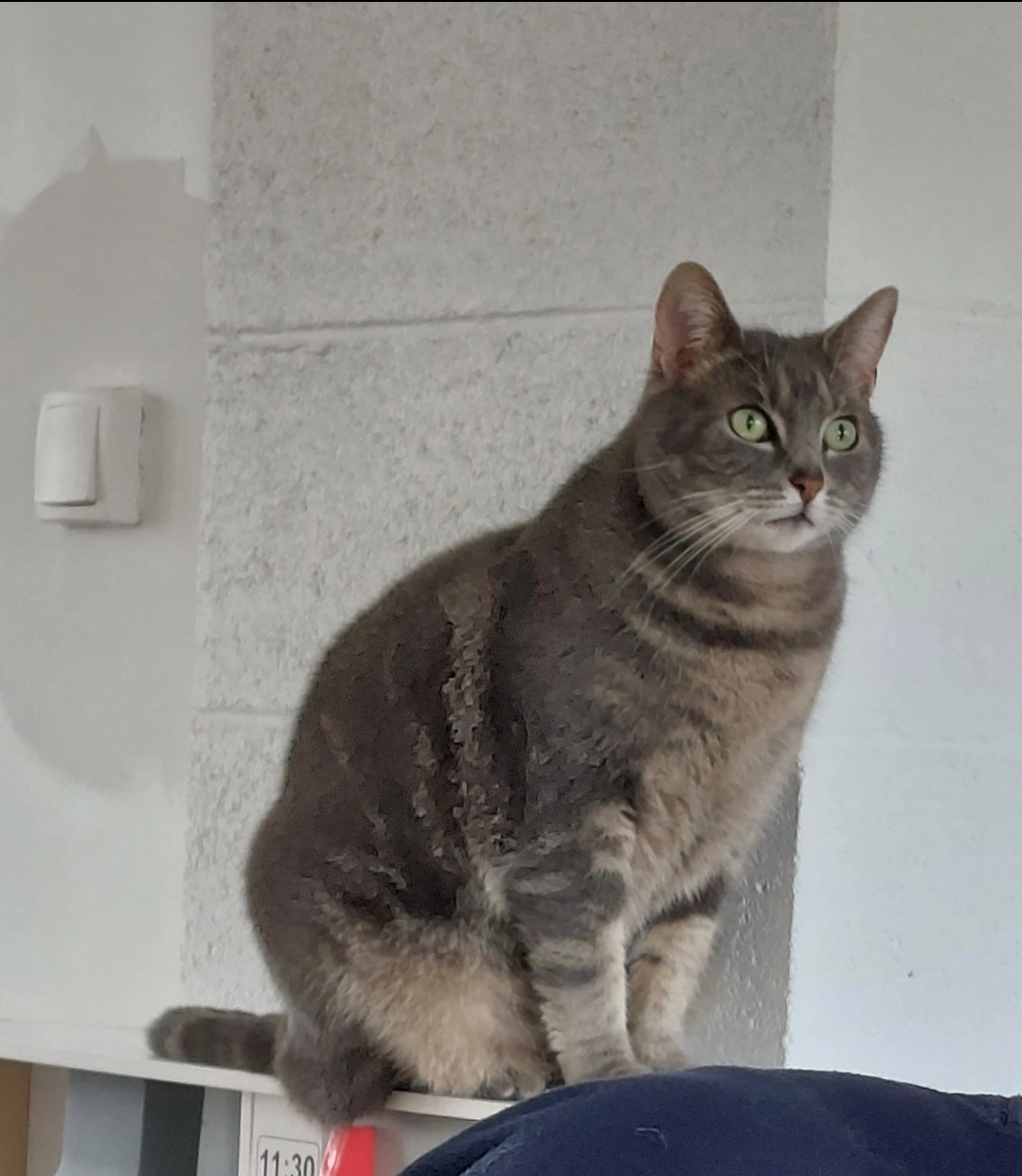 Nepeta - 33 Place des Communes Jumelées, Bruay-la-Buissière