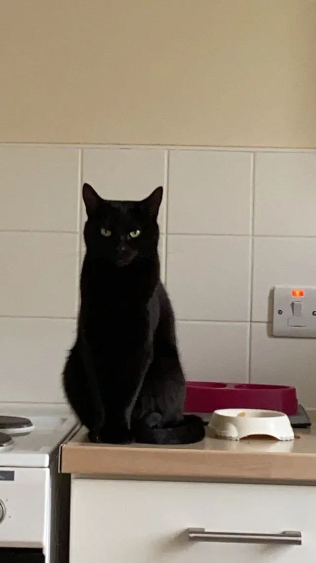 Coco - Ewloe Drive, Llandudno