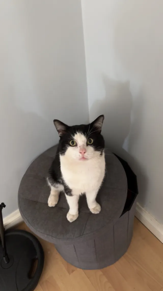Milo - B75 5, Birmingham