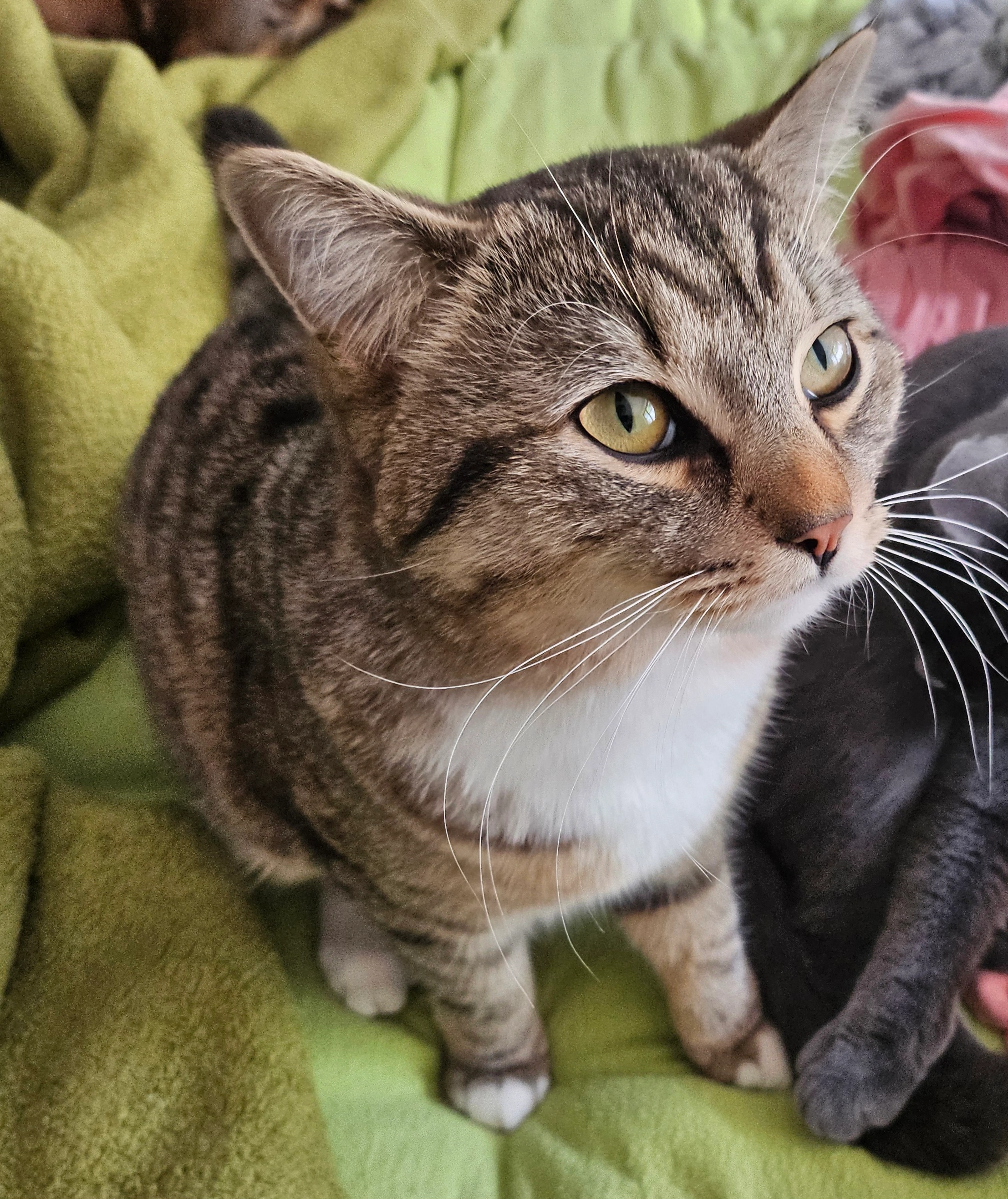 Bali  - Schubertstraße, Bissendorf