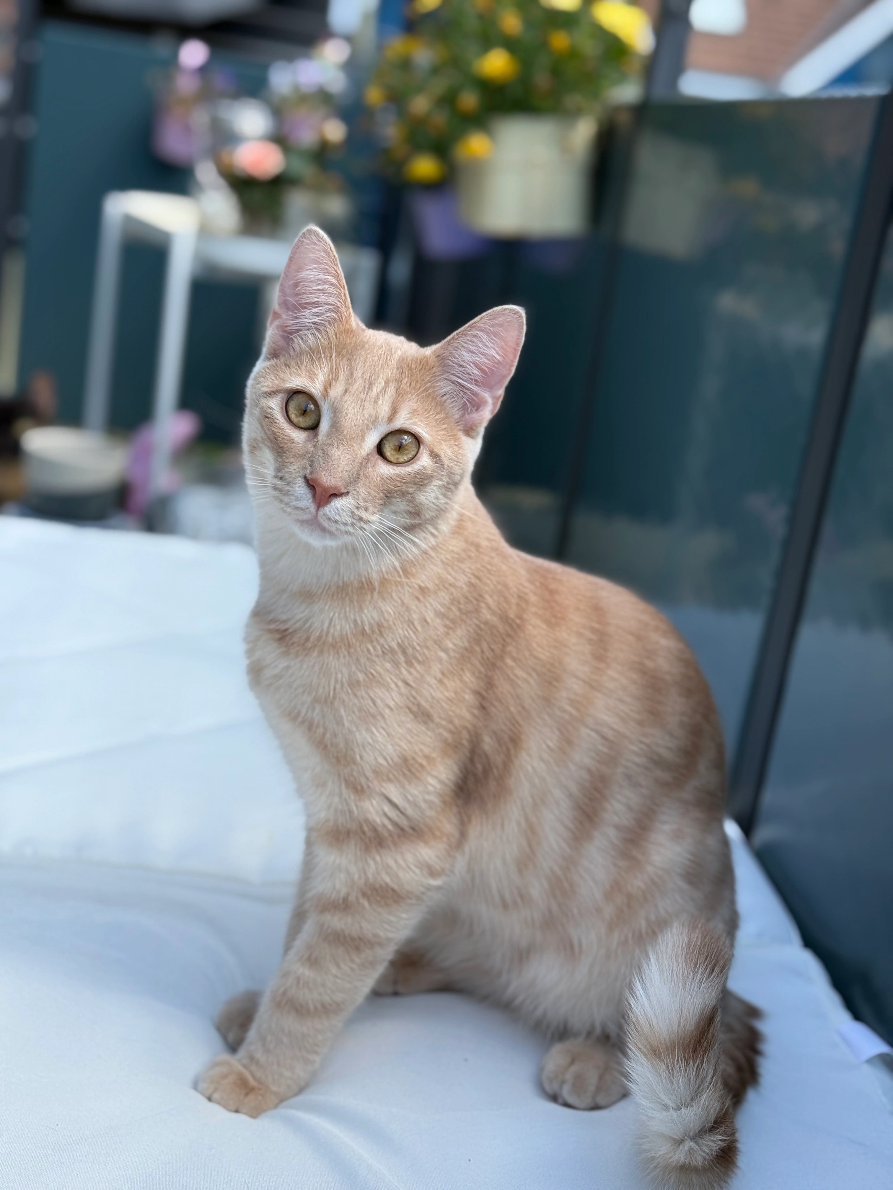 Chester - Leimernweg 23, Aarberg