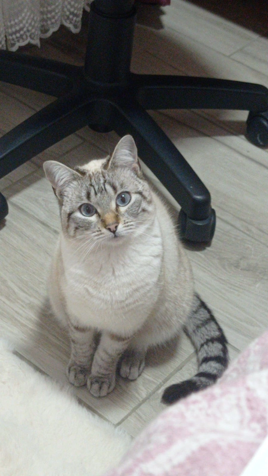 Cannelle - Chemin de la Gâchette, Montauroux