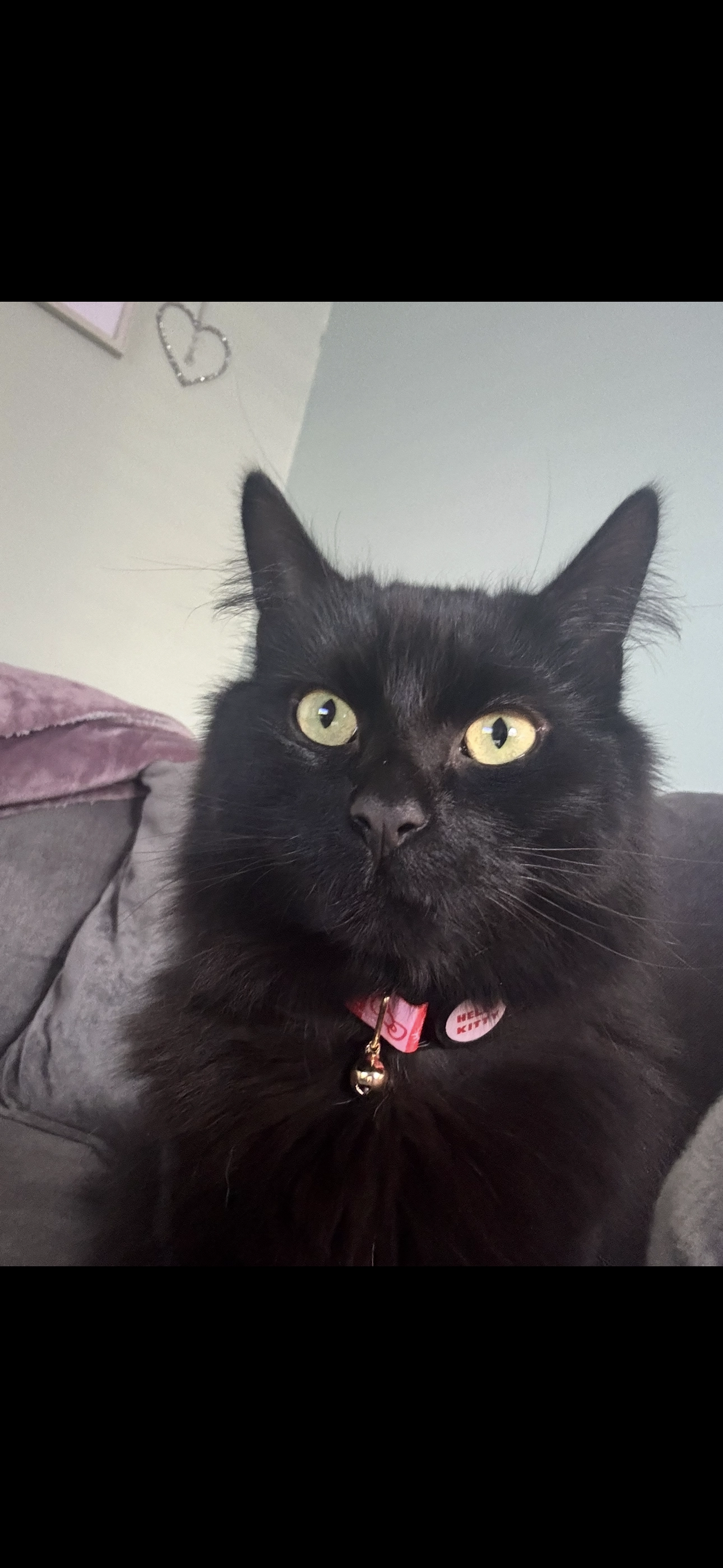 Willow - Longleat Avenue Elloughton, Elloughton