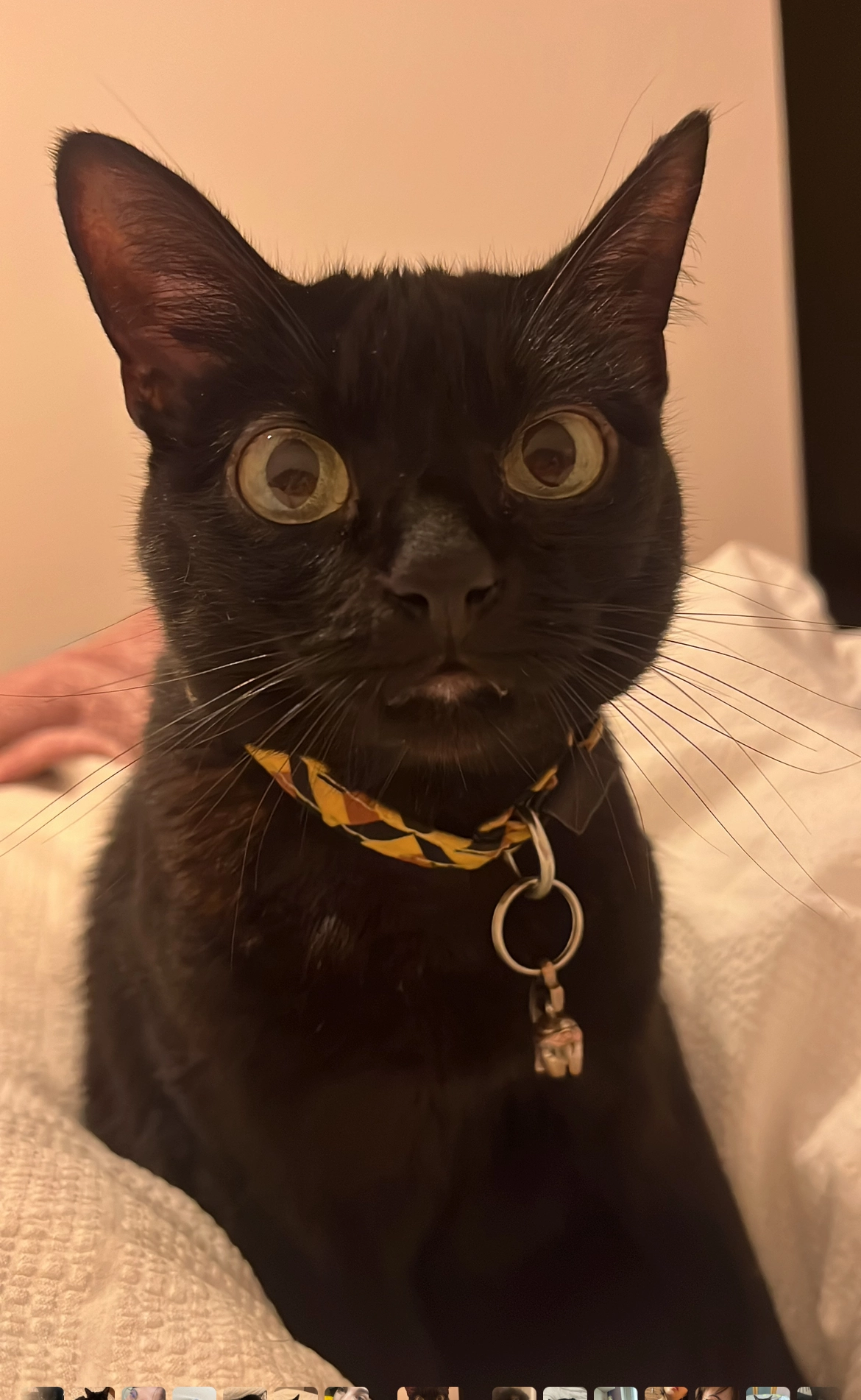 Frida - Avenida de Costa Blanca, Elche