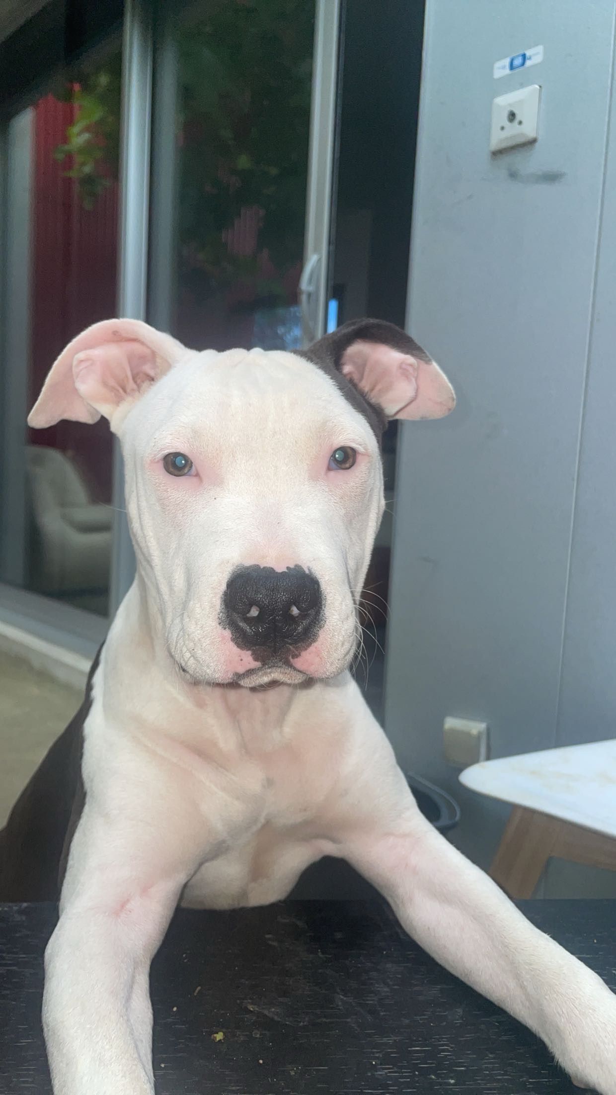 Tyson - 24 Rue George Sand, Blagnac