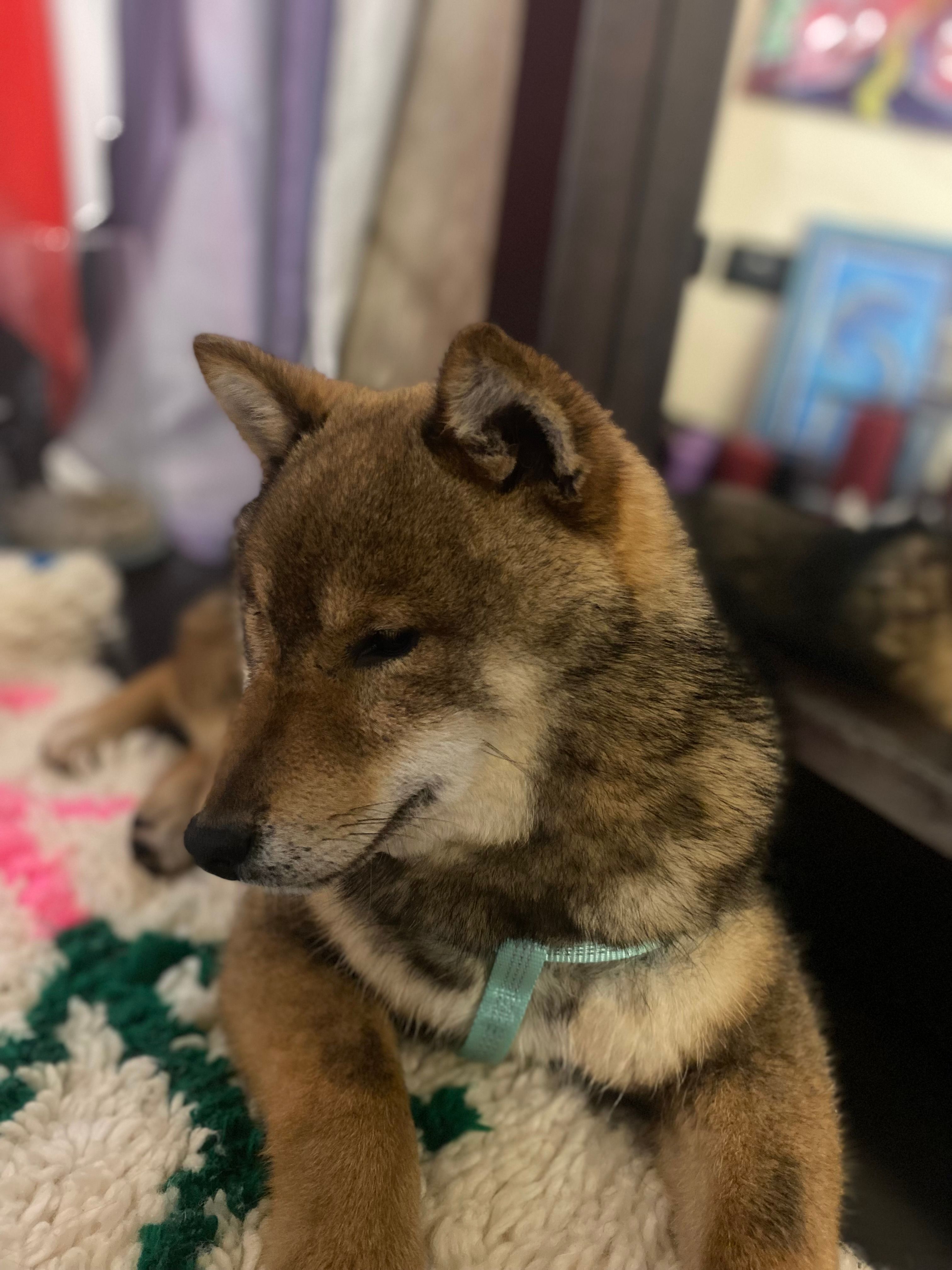 FUJI - 25085, Gavardo