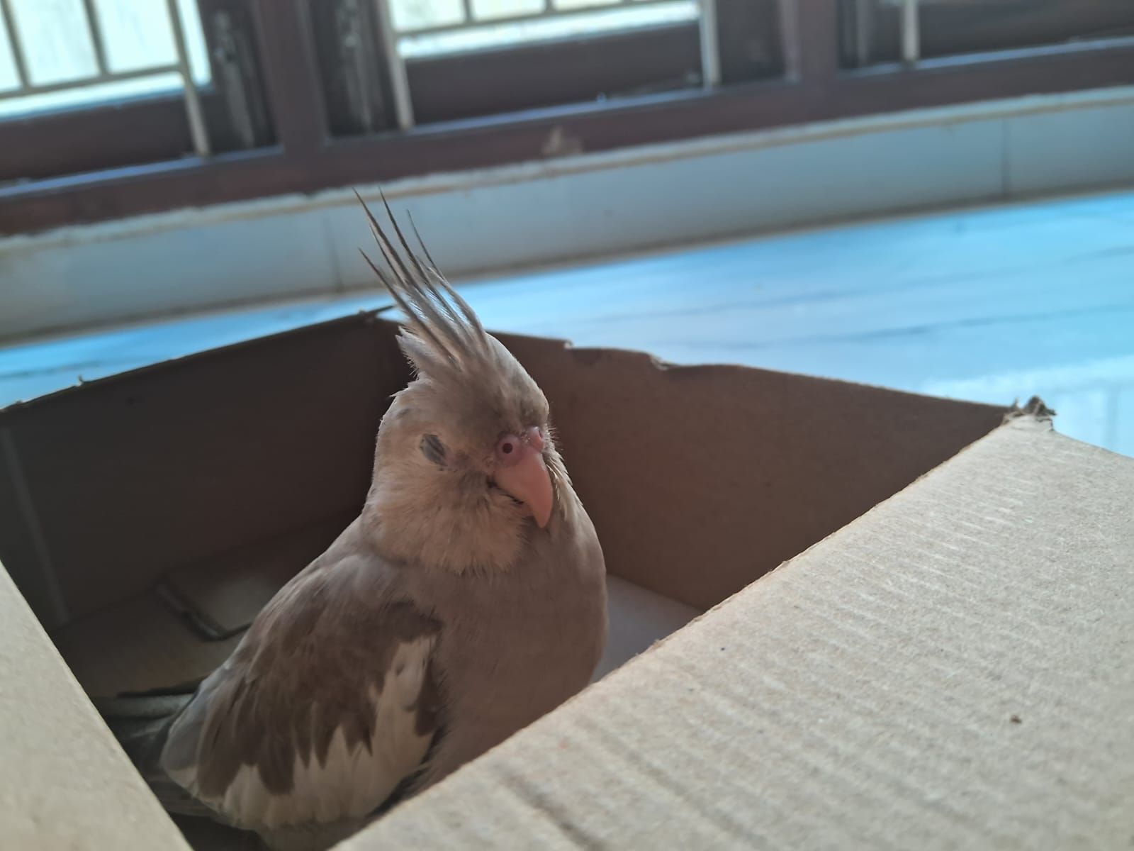 meesu - Srinivasalu Naidu Street, Chromepet