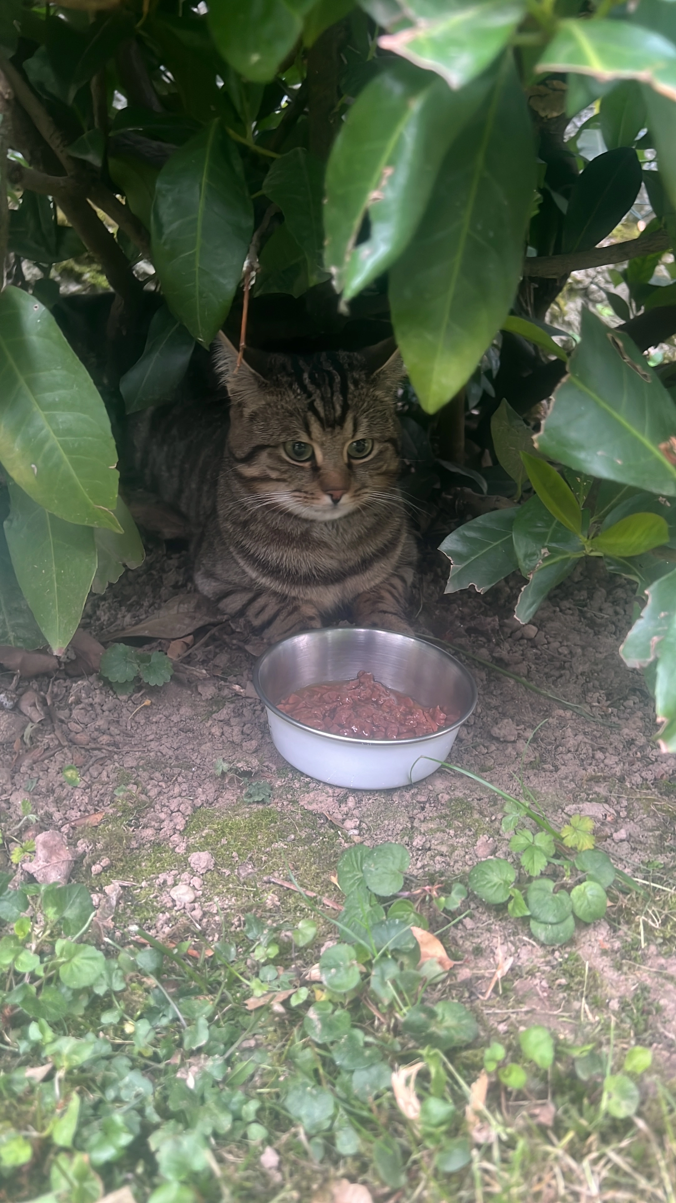 Milo - Untere Grendelstraße, Oberkirch