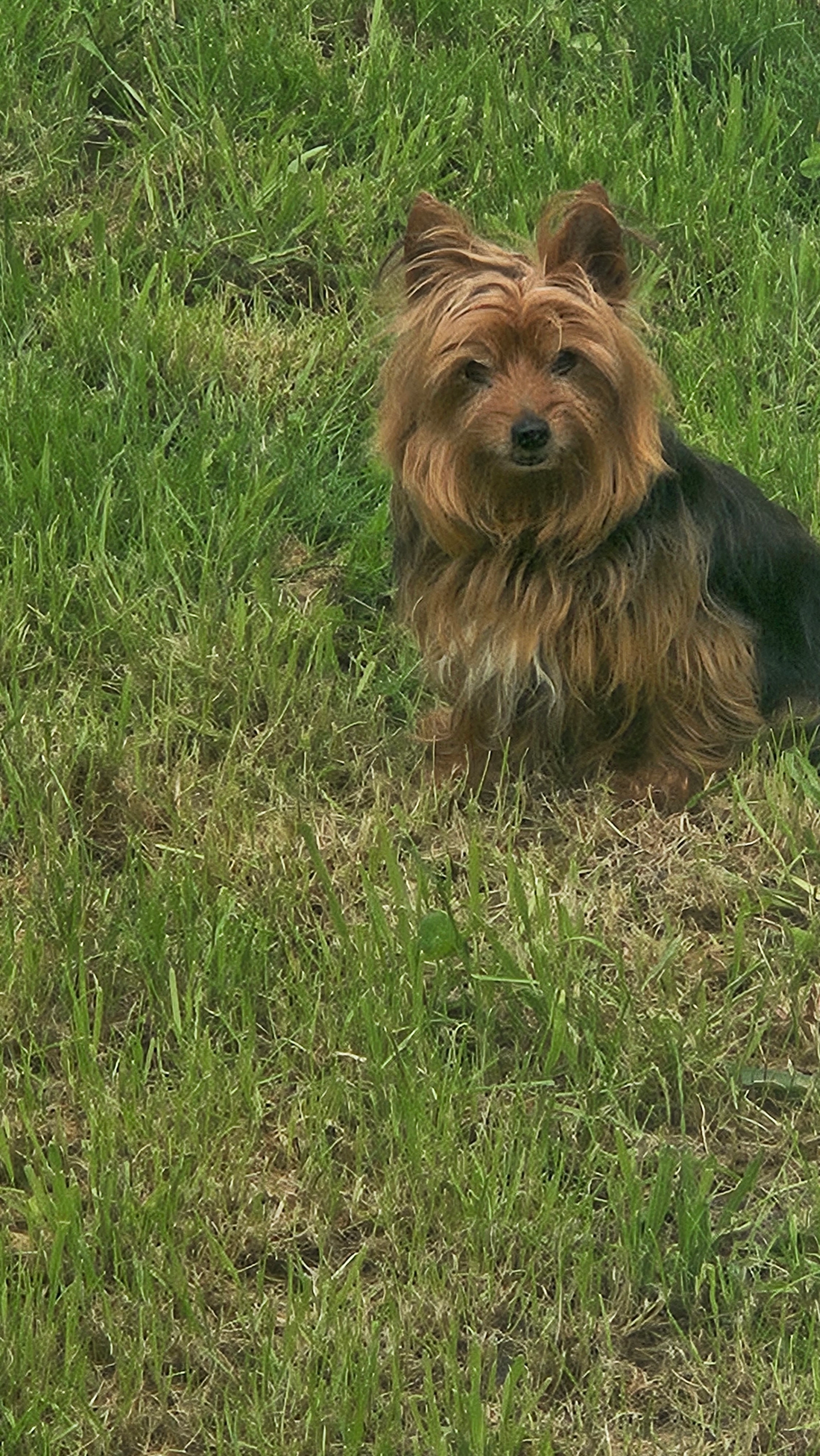 Orlane - Avenue Raphaël, Sarcelles