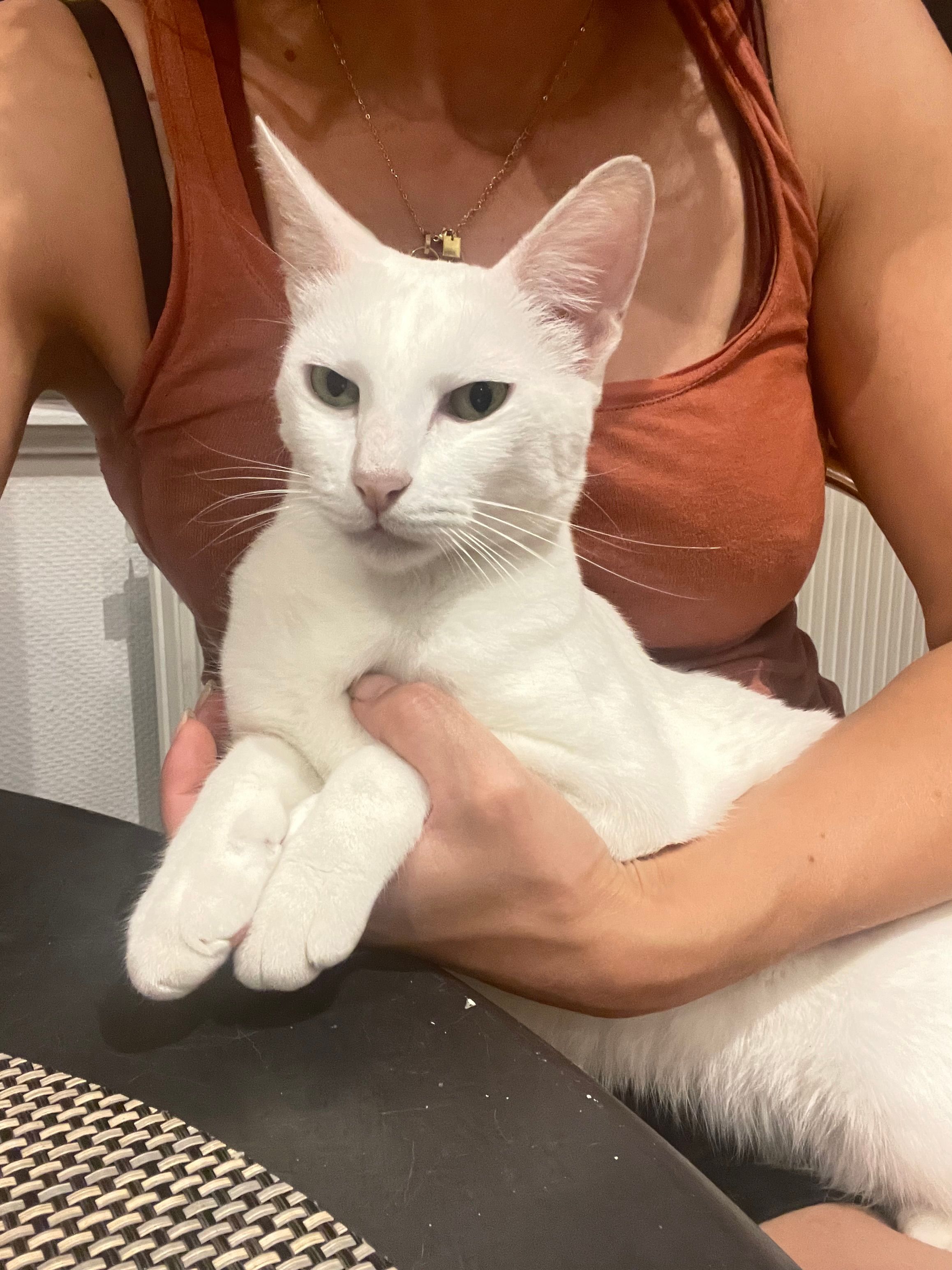 Taïga  - Place De L'hôtel De Ville, Barr