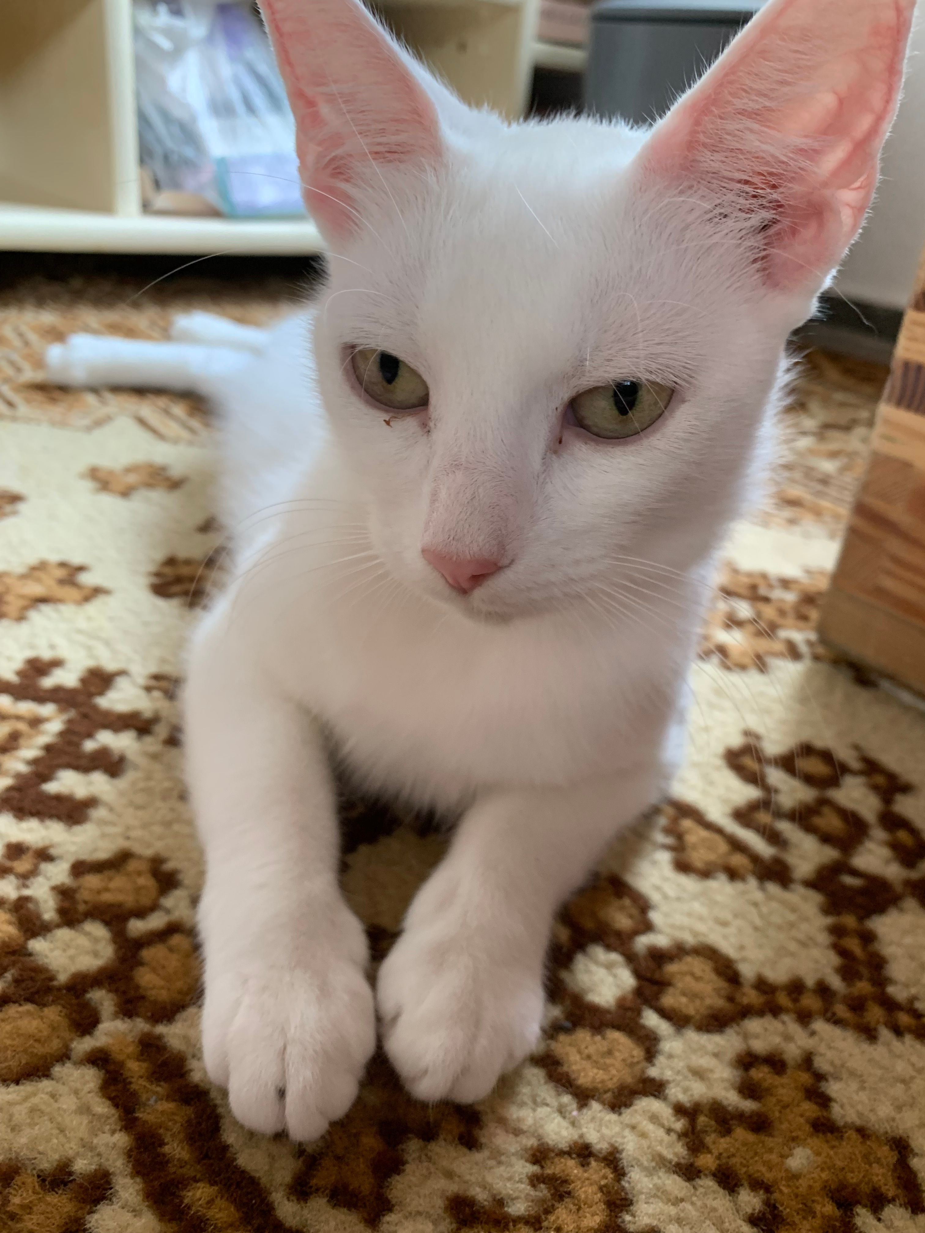 Babo - Lüchower Straße, Dannenberg