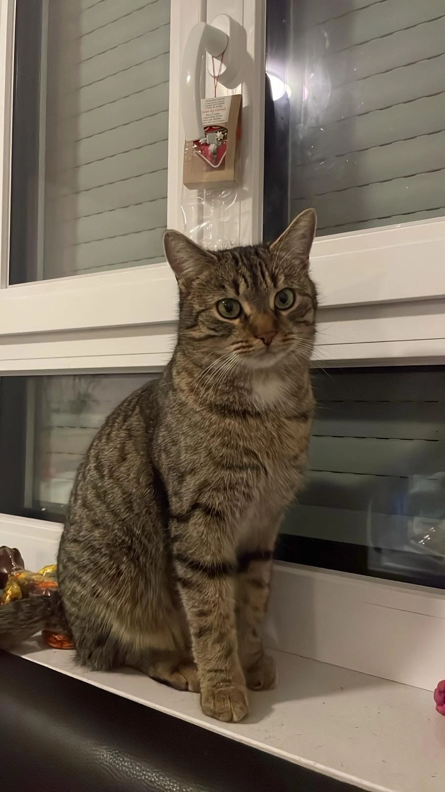 Zigo - 85622, Vaterstetten