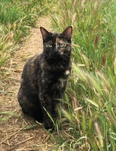 tsuki - 30 Rue Jean Jaurès, Bron