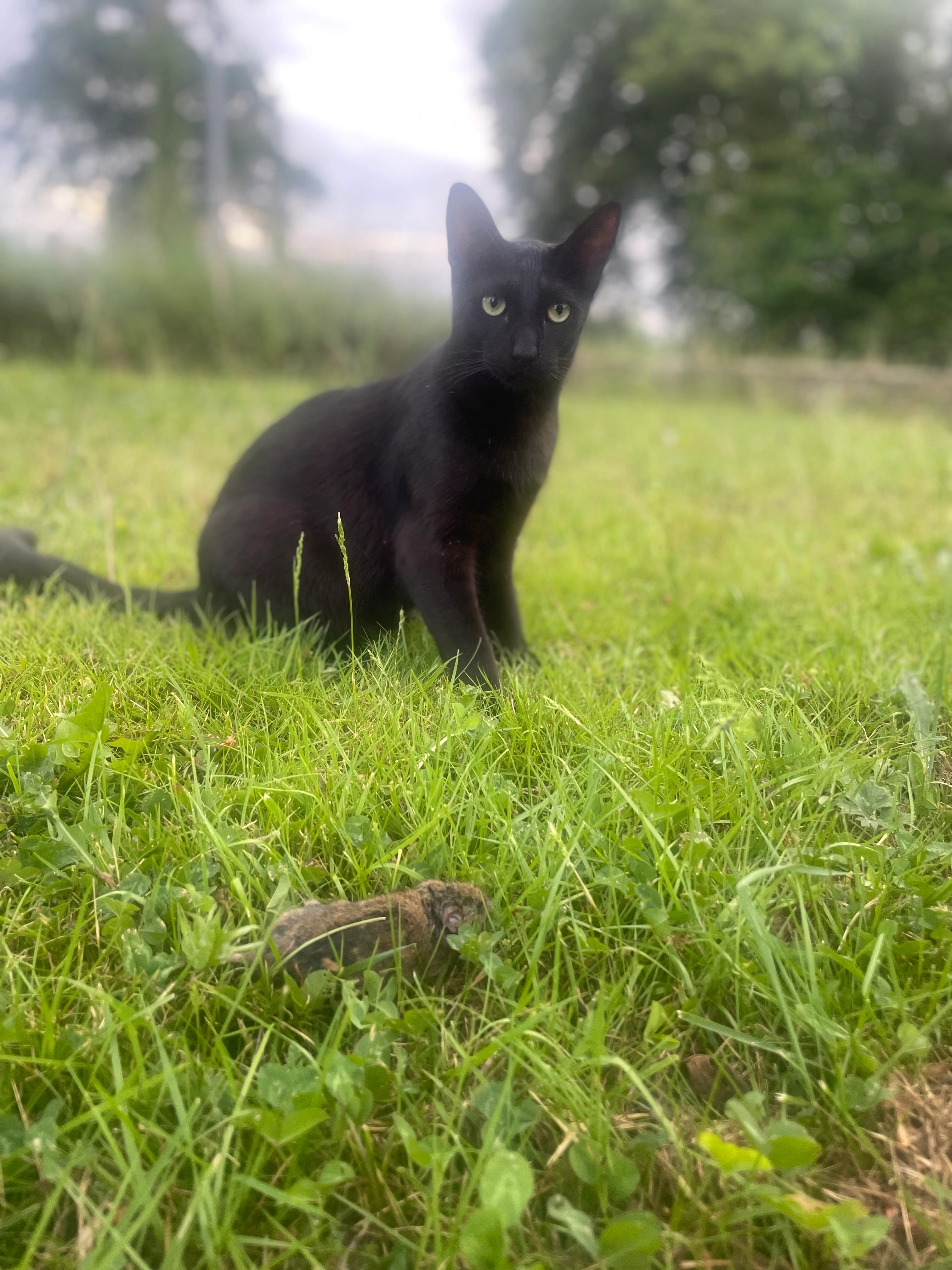 Salem - Allée Mahatma Gandhi, Saint-Aubin-d'Aubigné