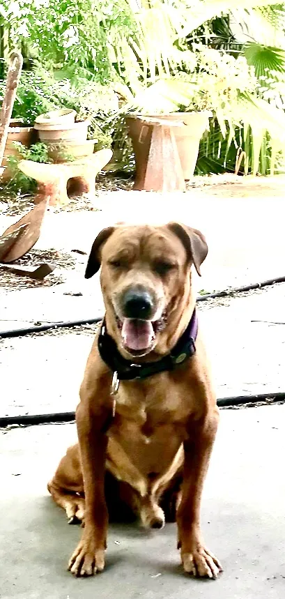 Van and Penny - 1115 Antelope St, Corpus Christi