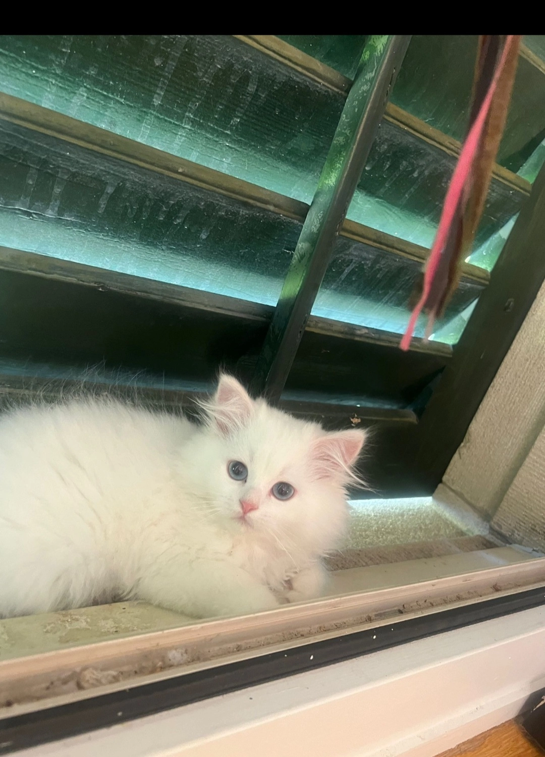 Miss snow - Eschenstrasse 4, Emmen