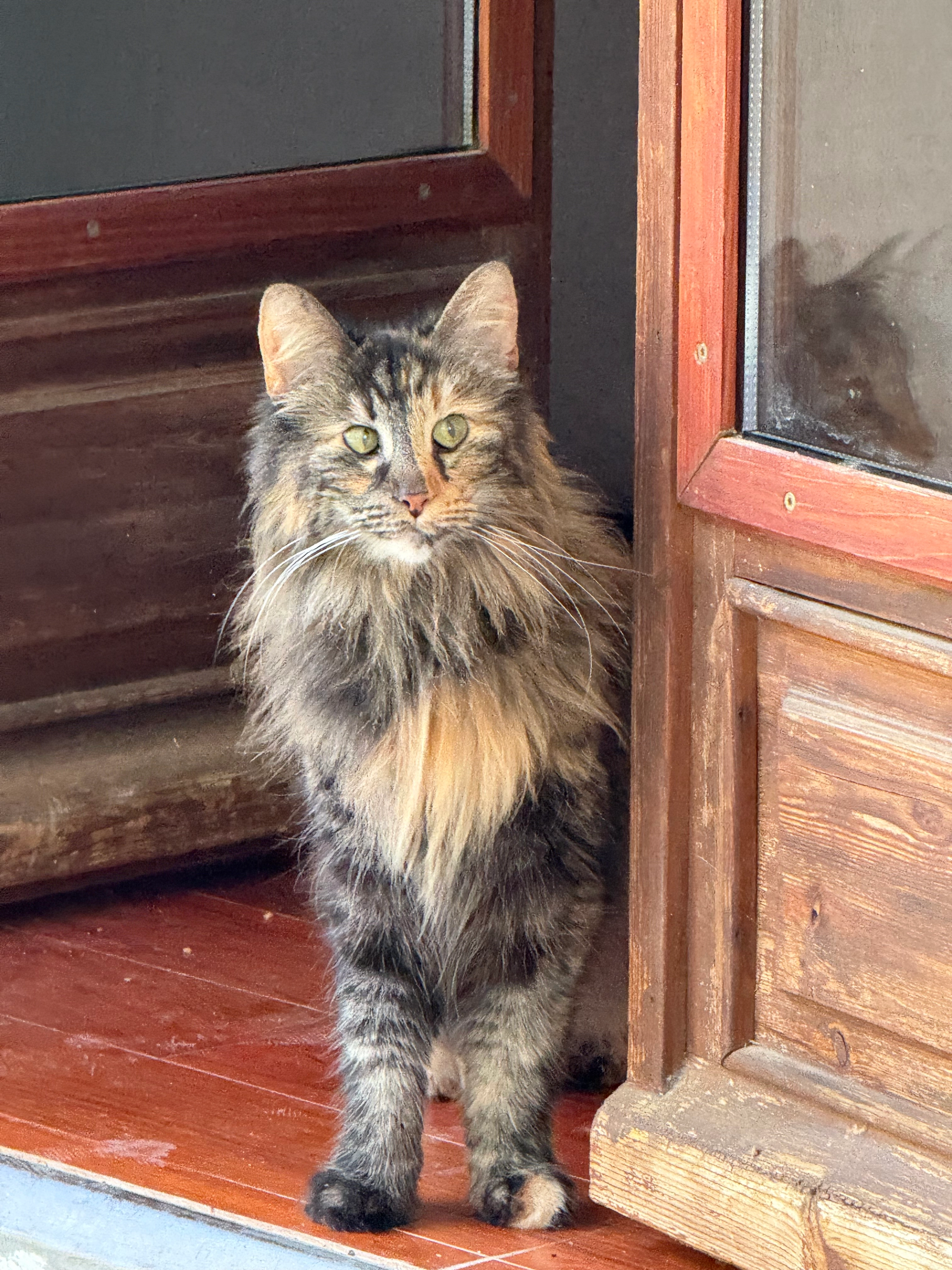 Nala - Chemin De Faveloun, Aix-en-Provence