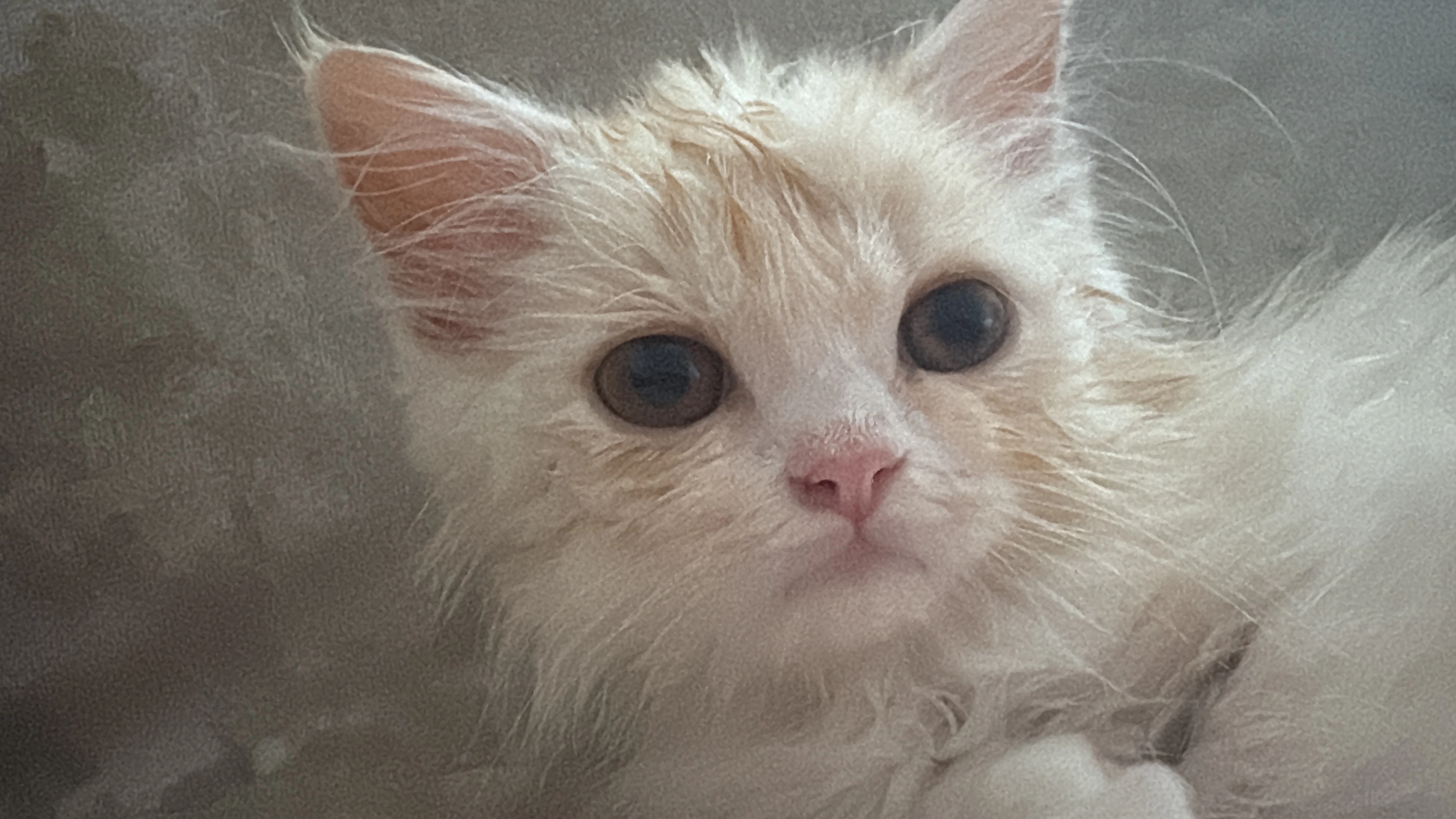 Simba - Wurmsergasse, Wien