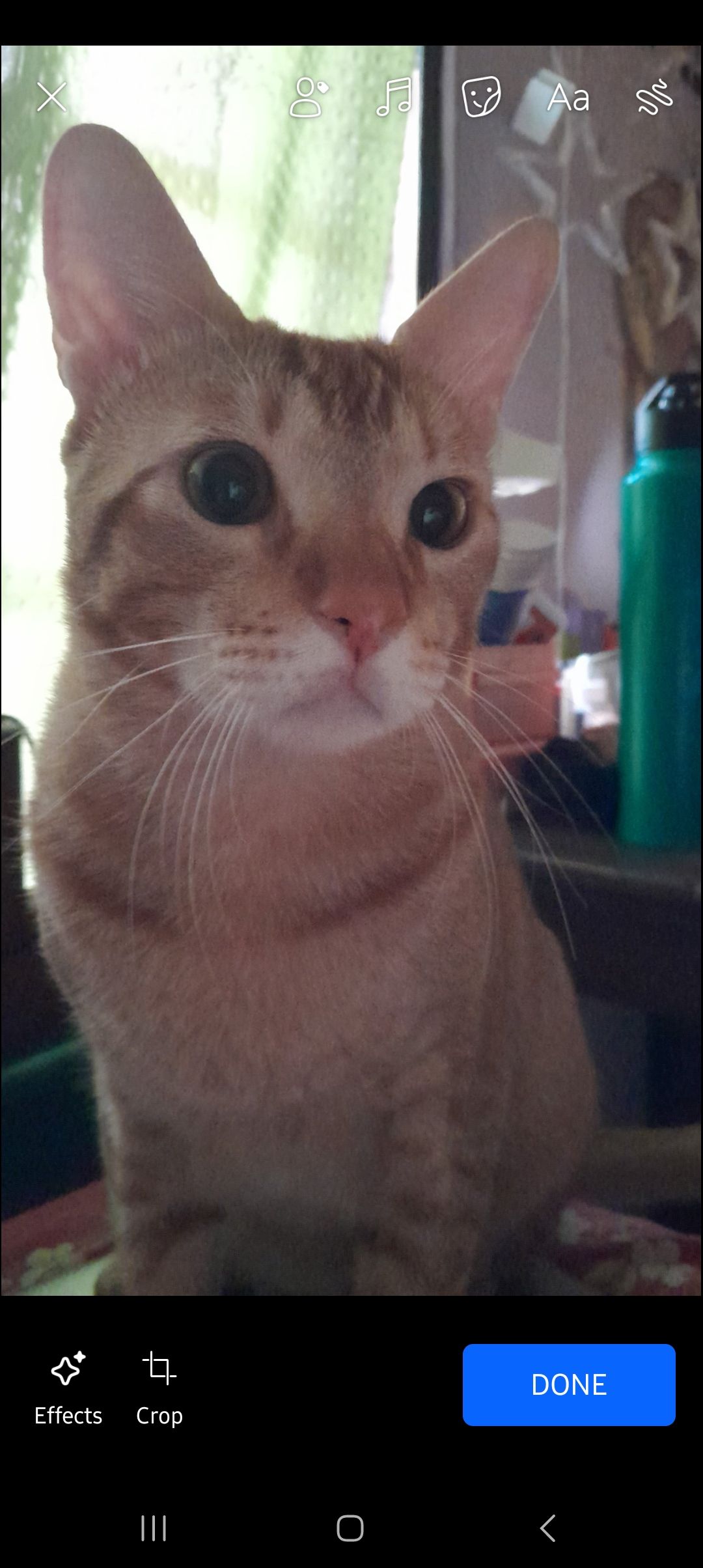 Simba - Rastraguru Avenue, Dum Dum