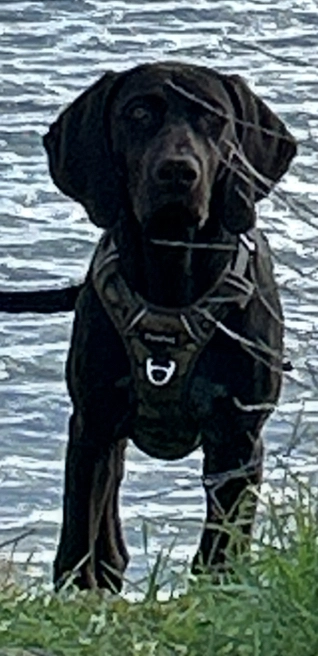 Bono - IG11 9, Barking