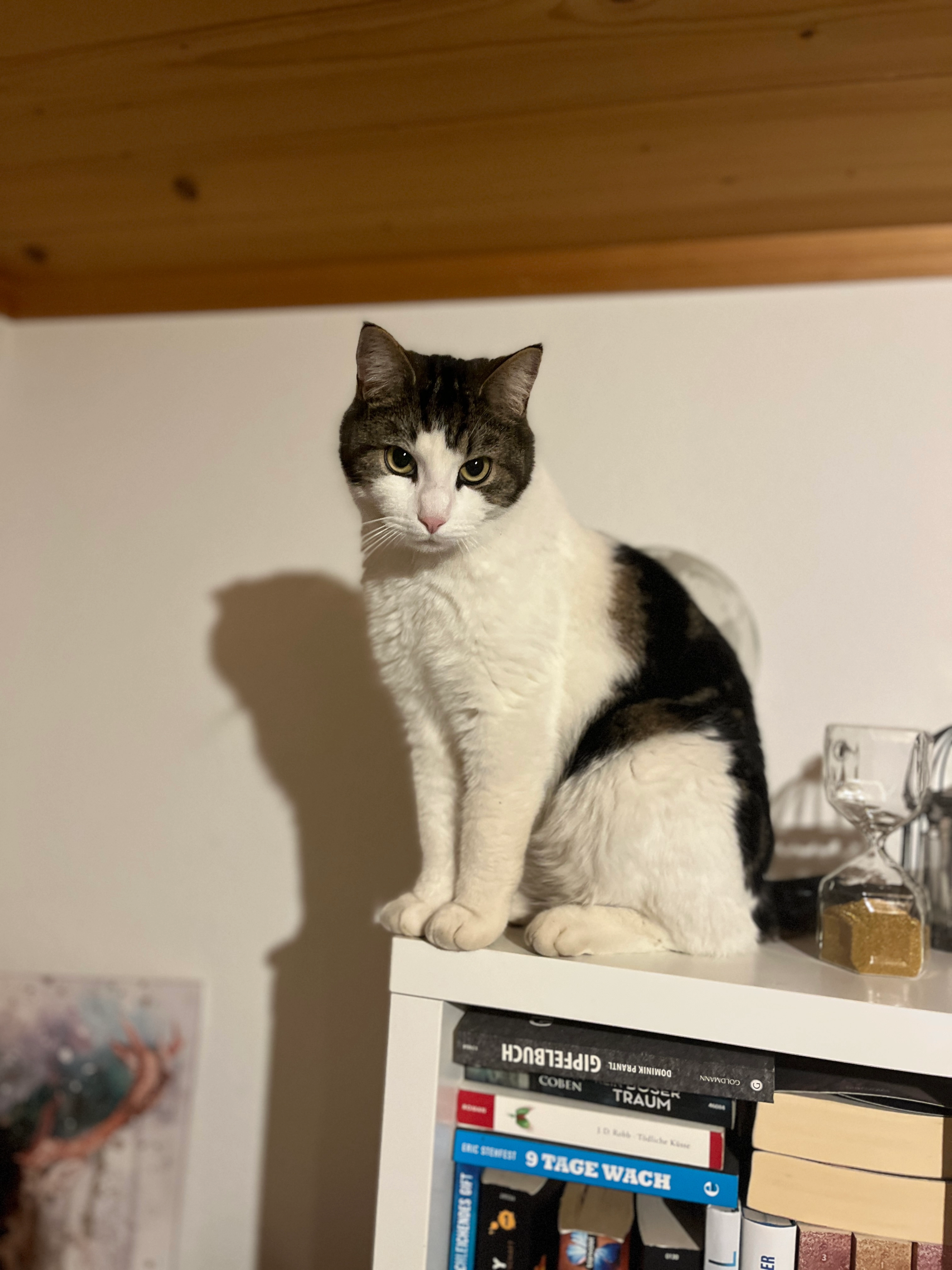 Micky - Alte Strasse, Saanen