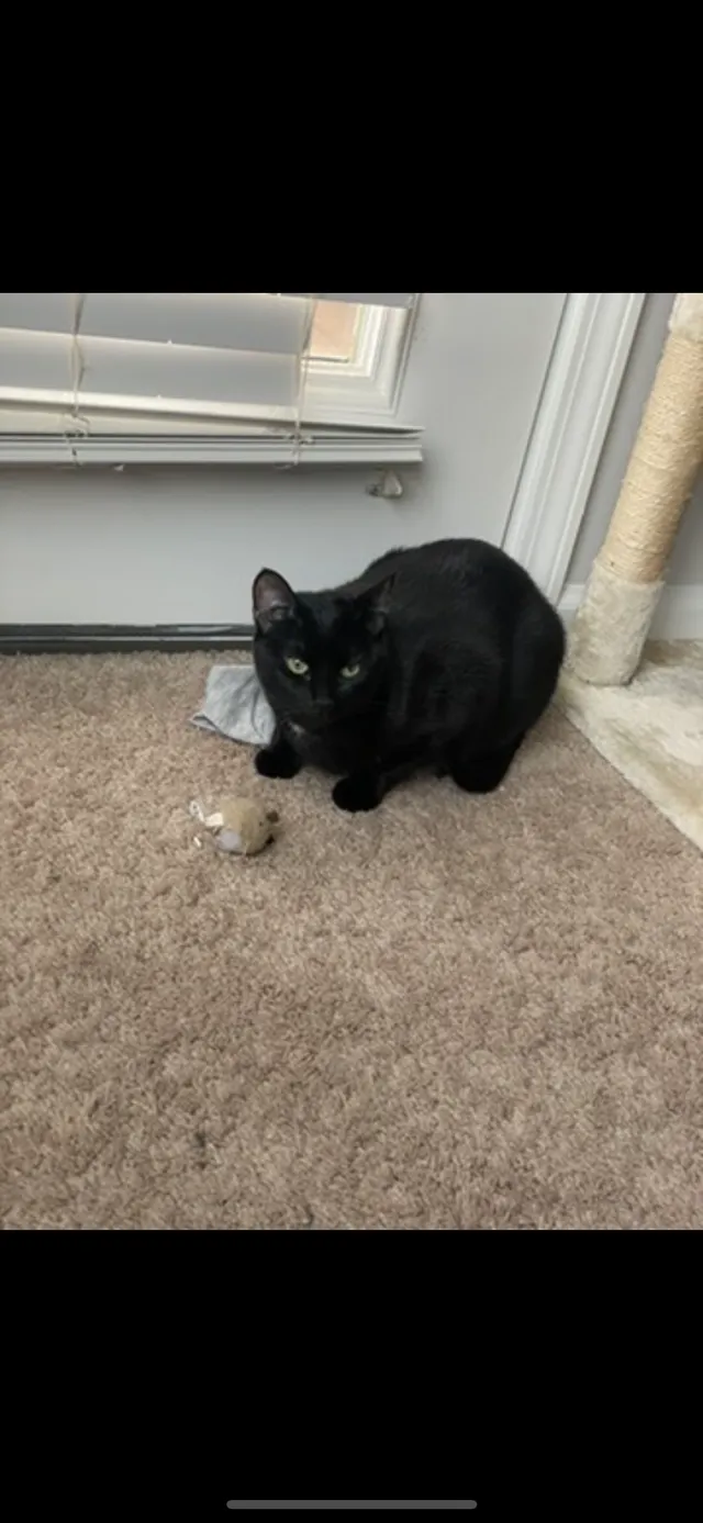 Chloe - 301 W Vine Ave, Knoxville