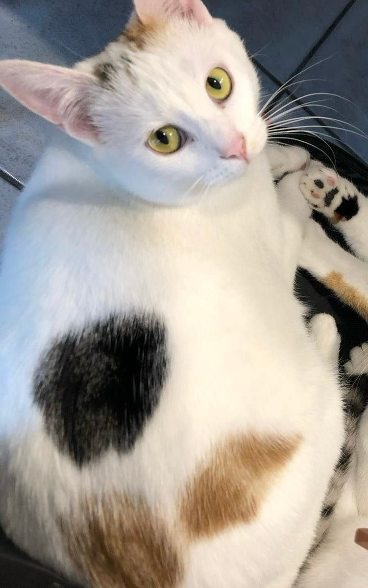 Ruby - Rue de la Tuilerie, Beaucourt