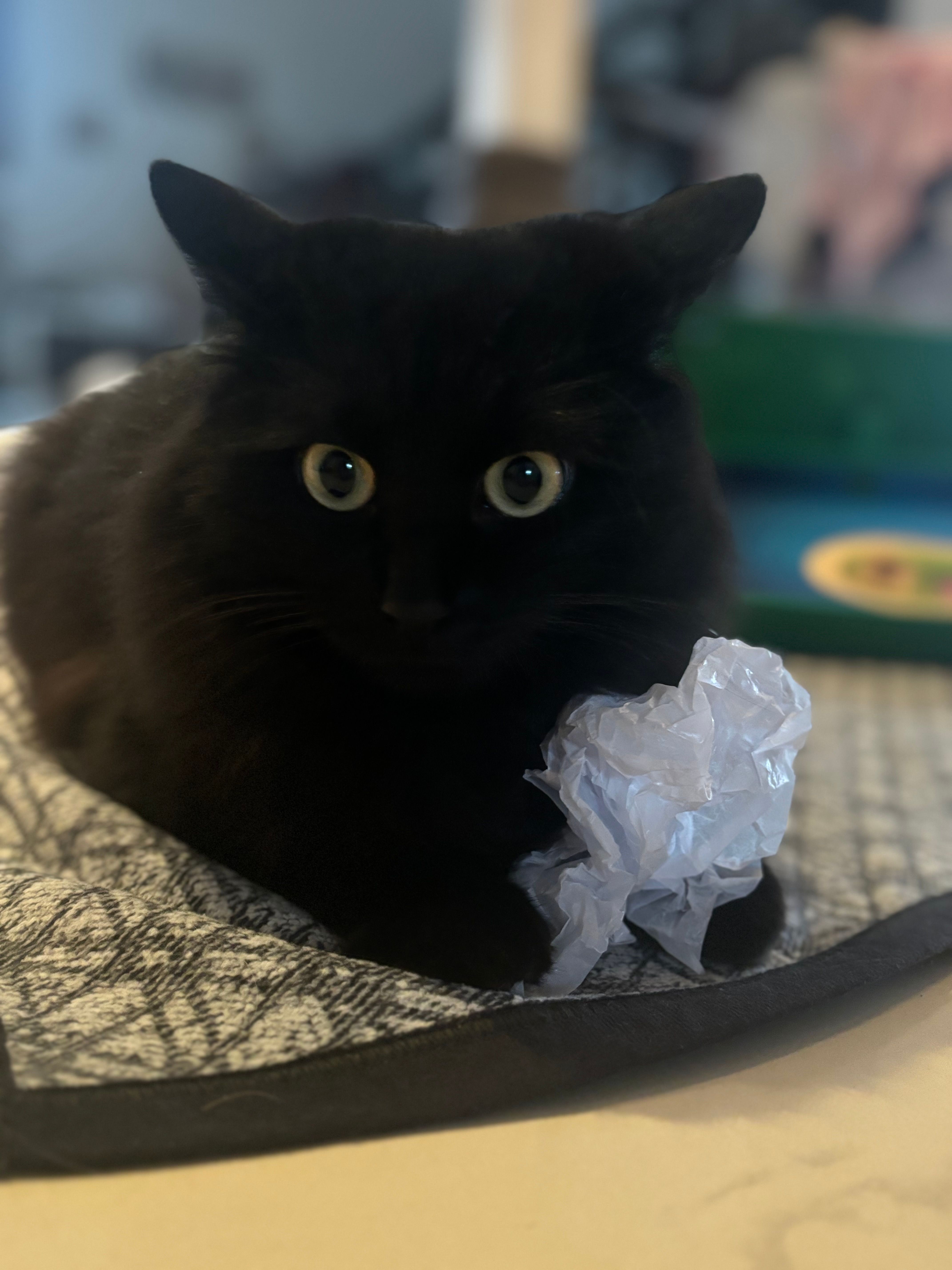 Mucki  - Südring, Ruppach-Goldhausen