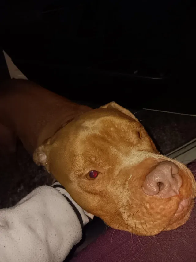 It's not my dog, I found him - 1040 Brandywine St, Jacksonville