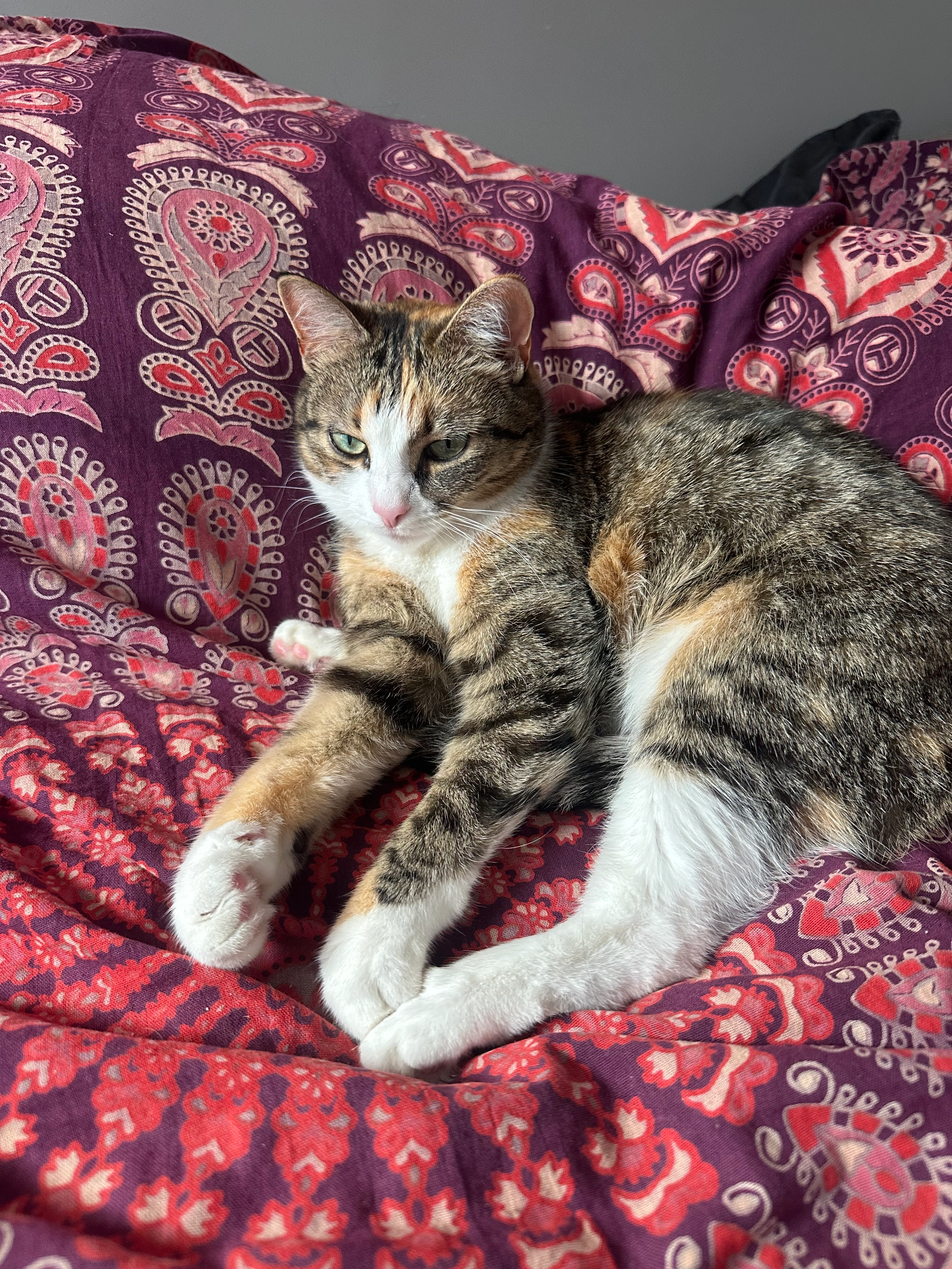 Shanti - Wał Miedzeszyński, Warsaw