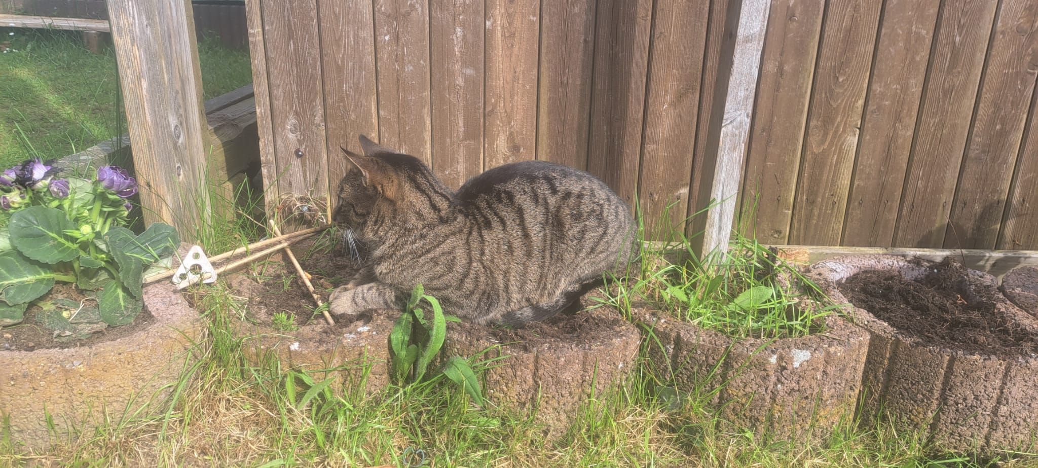 Honk - Eckernförder Straße 11, Tolk