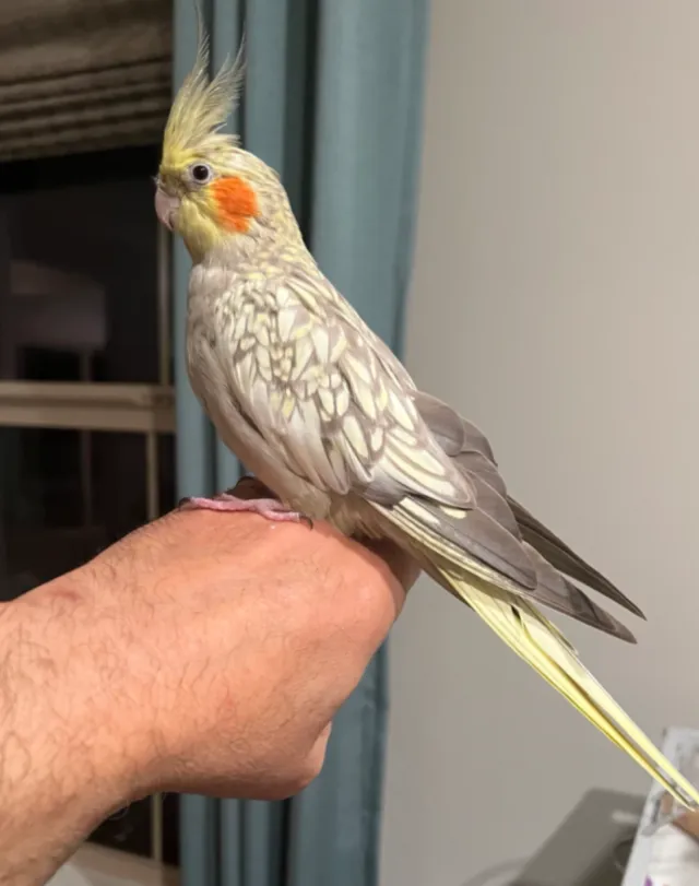 Chiki - Portola Spgs, Irvine